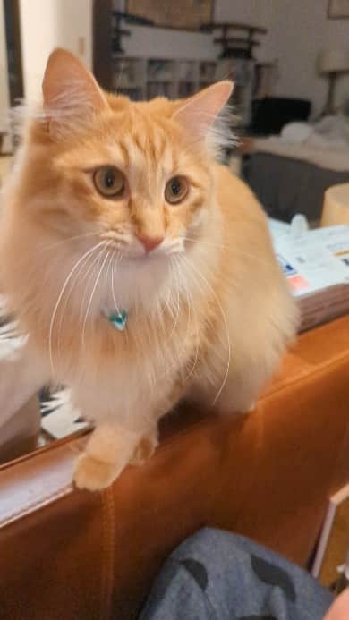 岡田屋鉄蔵のインスタグラム