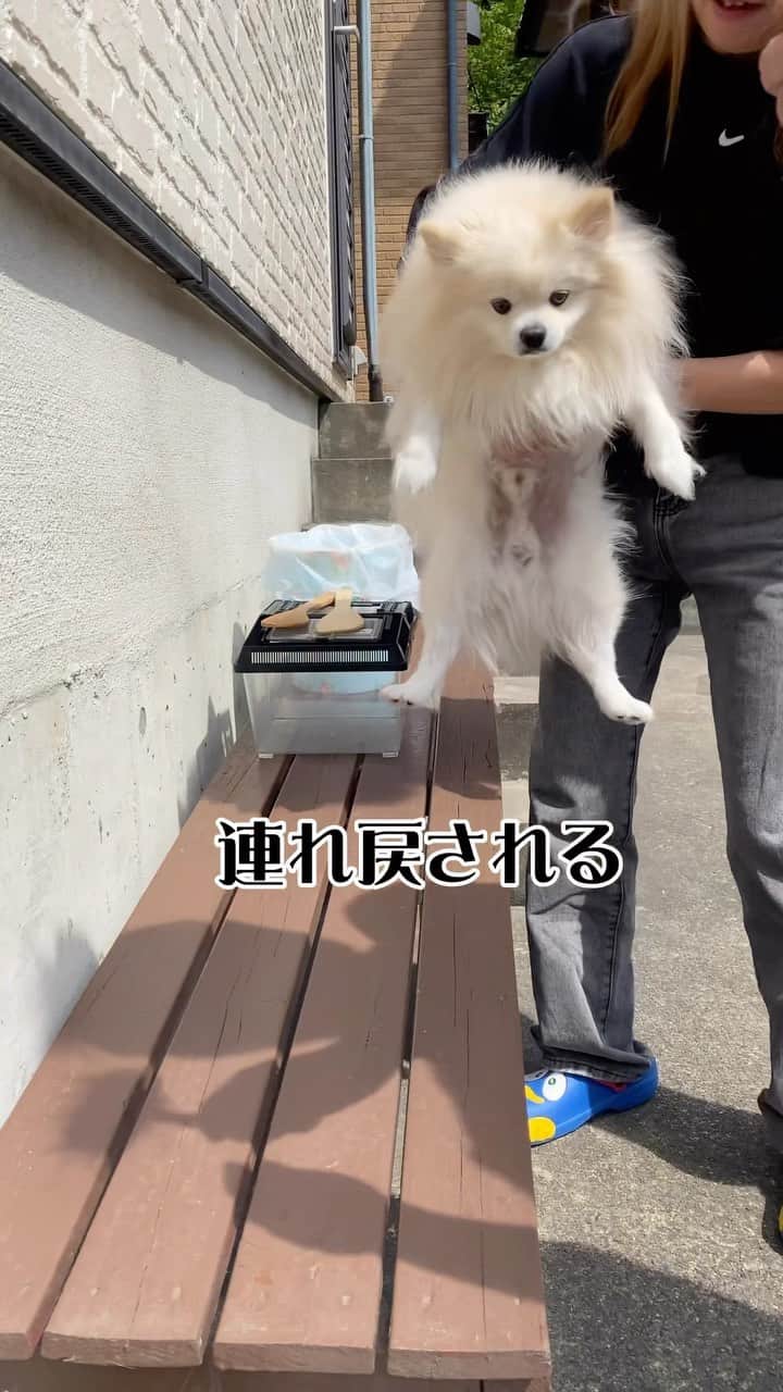 太陽チャンネルのインスタグラム：「うちのわんこが可愛すぎる🐶 #ペットのいる暮らし  #ポメラニアン #ブラッシング #換毛期 #毛玉 #pomeranian」