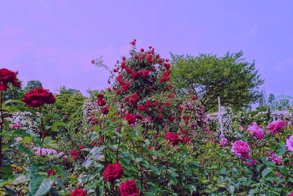 水森依音さんのインスタグラム写真 - (水森依音Instagram)「Rose♡Garden♡」5月24日 20時36分 - ion_mizumori
