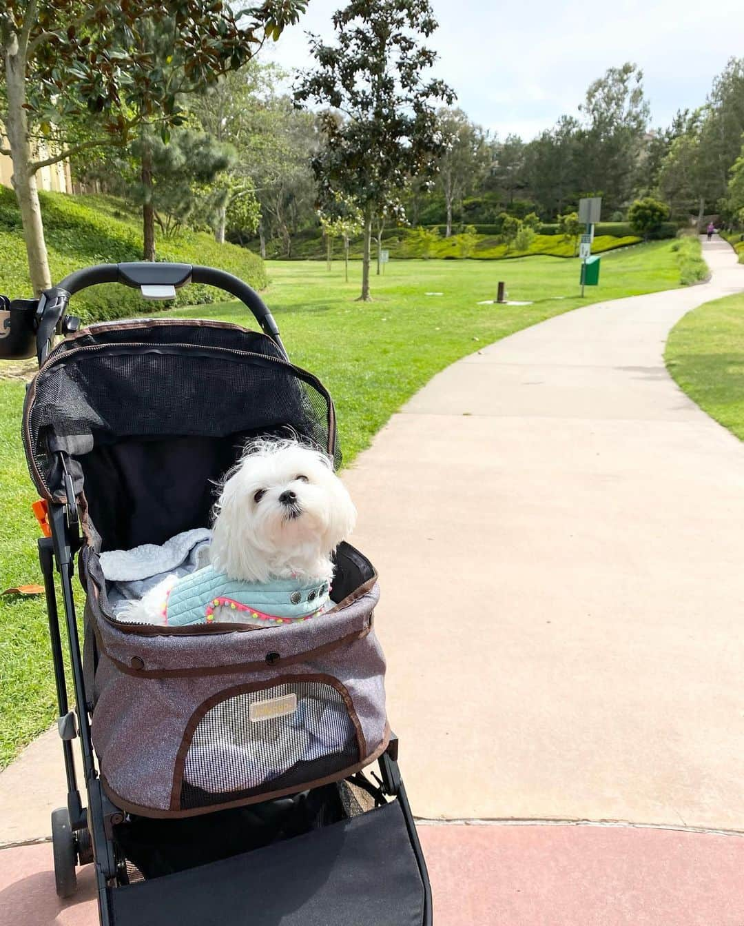 Kodie Bearさんのインスタグラム写真 - (Kodie BearInstagram)「🌸Our first outing, finally!, since Mommy came back from Korea. I am showing off my new harness she got me from her trip. 🌸」5月24日 11時41分 - kodietheyorkie