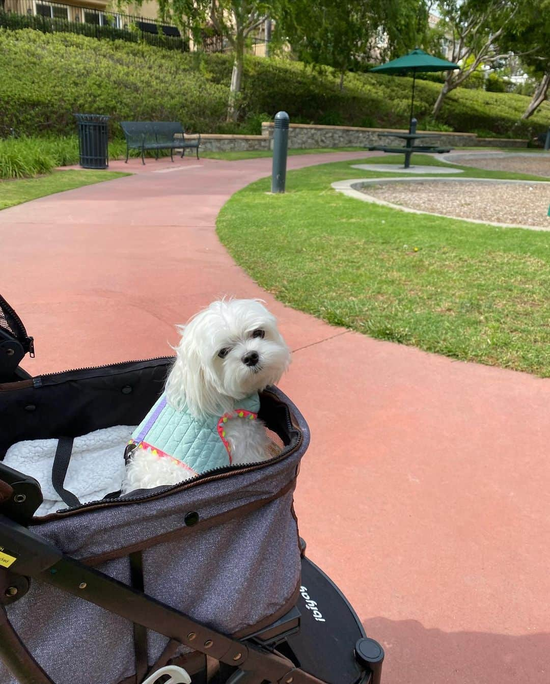 Kodie Bearさんのインスタグラム写真 - (Kodie BearInstagram)「🌸Our first outing, finally!, since Mommy came back from Korea. I am showing off my new harness she got me from her trip. 🌸」5月24日 11時41分 - kodietheyorkie