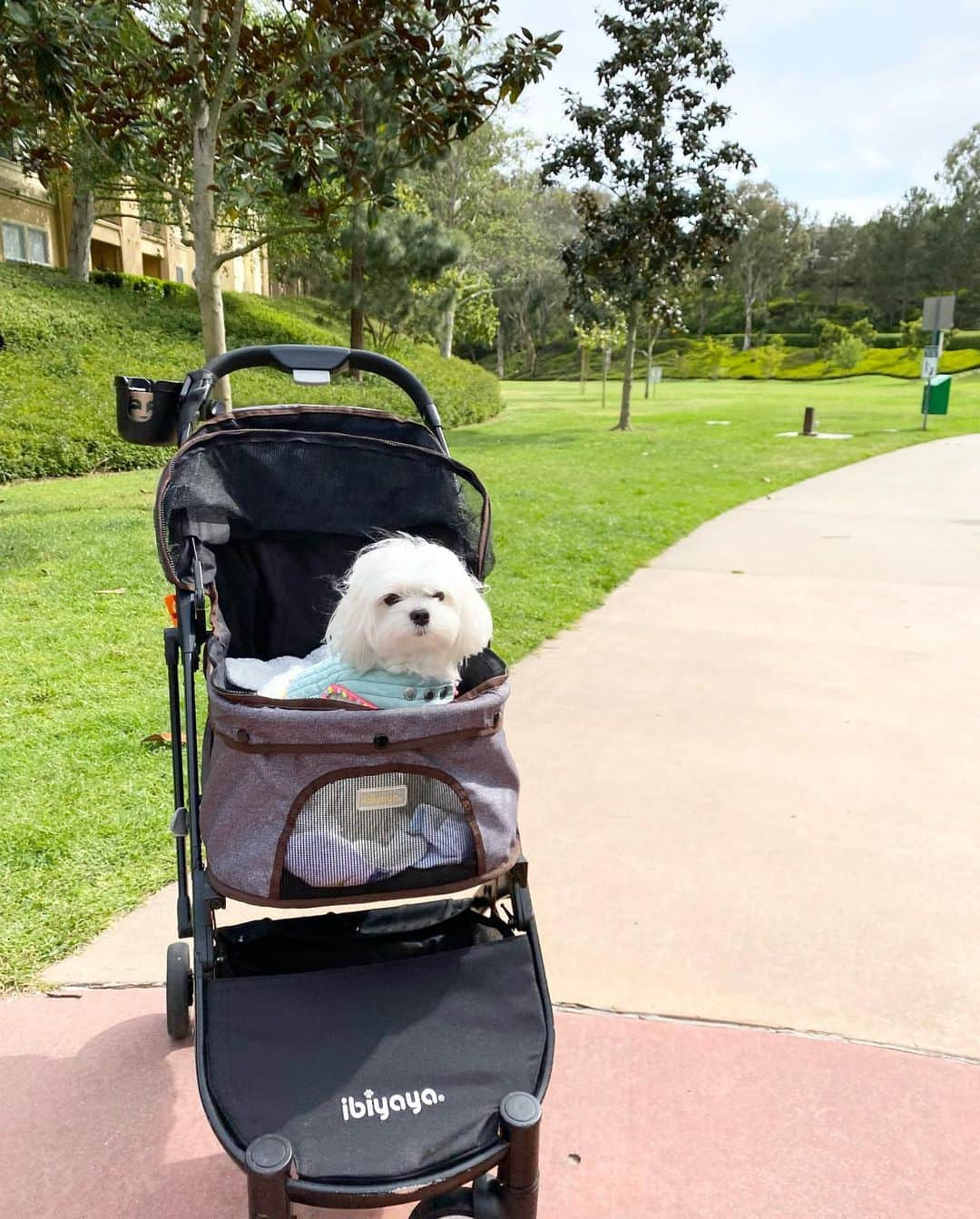 Kodie Bearさんのインスタグラム写真 - (Kodie BearInstagram)「🌸Our first outing, finally!, since Mommy came back from Korea. I am showing off my new harness she got me from her trip. 🌸」5月24日 11時41分 - kodietheyorkie