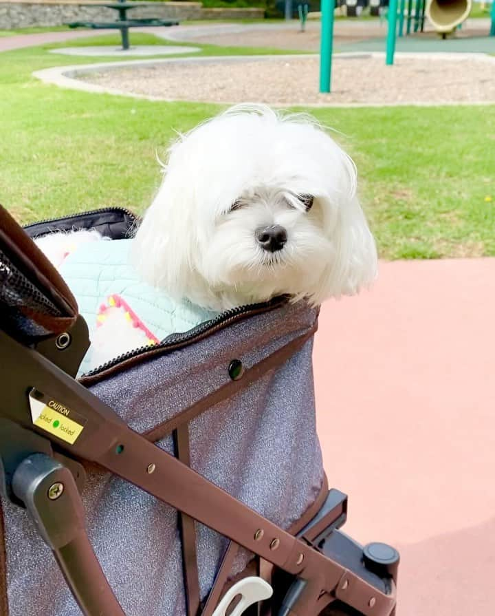 Kodie Bearのインスタグラム：「🌸Our first outing, finally!, since Mommy came back from Korea. I am showing off my new harness she got me from her trip. 🌸」