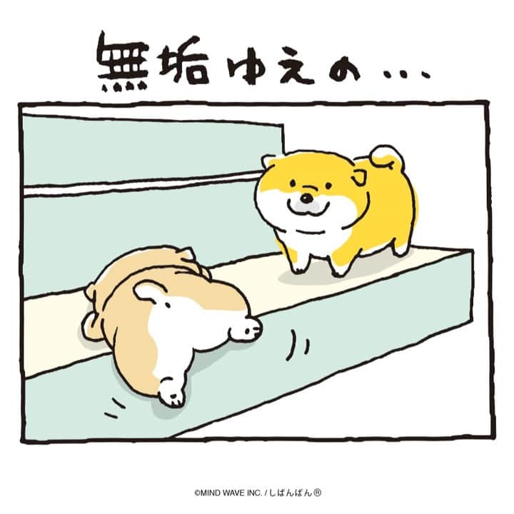 オオゴシヤステルのインスタグラム：「🟠197話🟠  無垢ゆえの…  【過去マンガはこちら】 👉 #しばんばんまんが  #今日のしばんばん #しばんばん #shibanban #むちころばんばん #muchicorobanban #微笑柴犬 #マインドウェイブ #mindwave #オオゴシヤステル #柴犬 #しばいぬ #sibainu #いい天気 #快晴 #晴天」