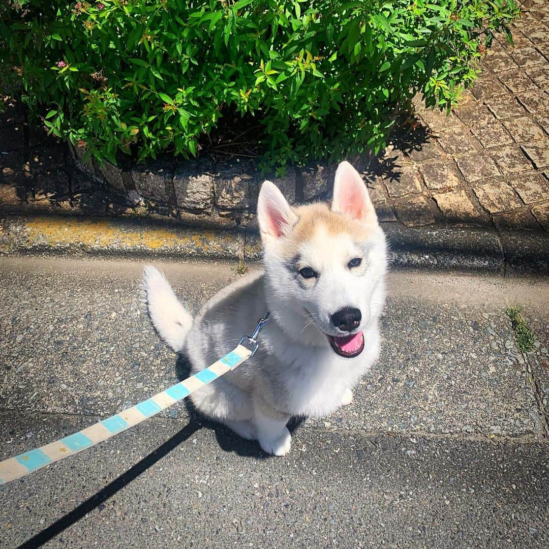 Codyのインスタグラム：「🐾🐾🐾🐾🐾🐾🐾🐾 空くん 2023年5月24日 4ヶ月 7.9kg  Sora 05/24/2023 4months old 17.42lbs  🐾🐾🐾🐾🐾🐾🐾🐾」