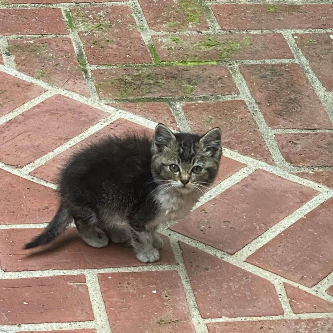 カミール・グラマーさんのインスタグラム写真 - (カミール・グラマーInstagram)「Yesterday this little kitten was sitting outside my house looking in. I was sitting at my kitchen table with my father and brother when I saw her/him. We put out food (tuna) and the kitty ate all of it. It will not let us near but she/he is around and living under the bushes near my garden. This morning we spotted the kitty again and put out water and food. Later in the day my pup Jacque found kitty and chased the poor little thing. We have been waiting for mama to come around but we have not seen her.  Any advice? How do catch a feral kitten?? #straykitten #feralkitten」5月24日 13時19分 - therealcamille