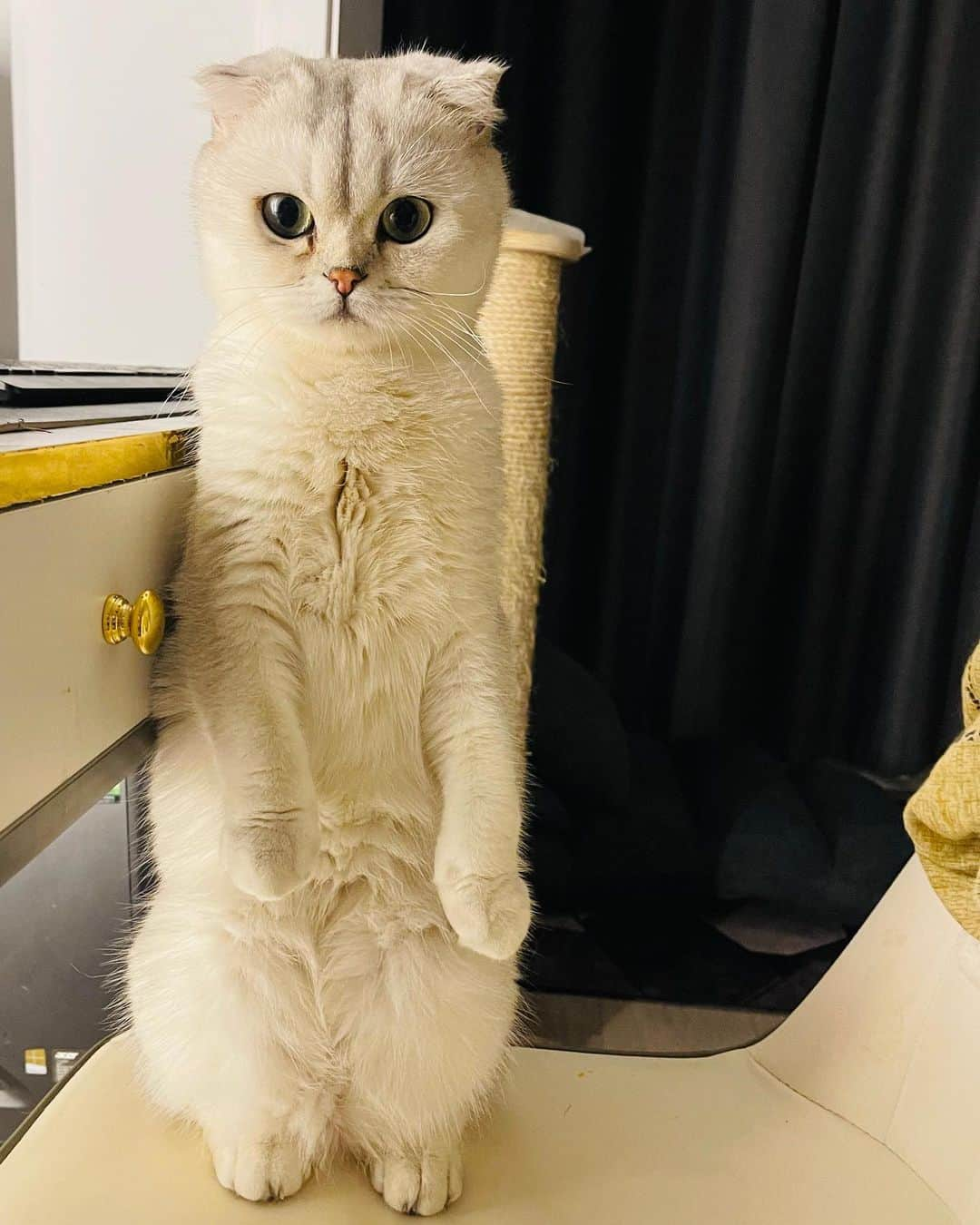 ルフさんのインスタグラム写真 - (ルフInstagram)「I think this one can change his name from Save to Stand 😅😅 - - #cat #cute #angel #adorable #lovely #dontabandonyouranimals」5月24日 13時19分 - lanlan731