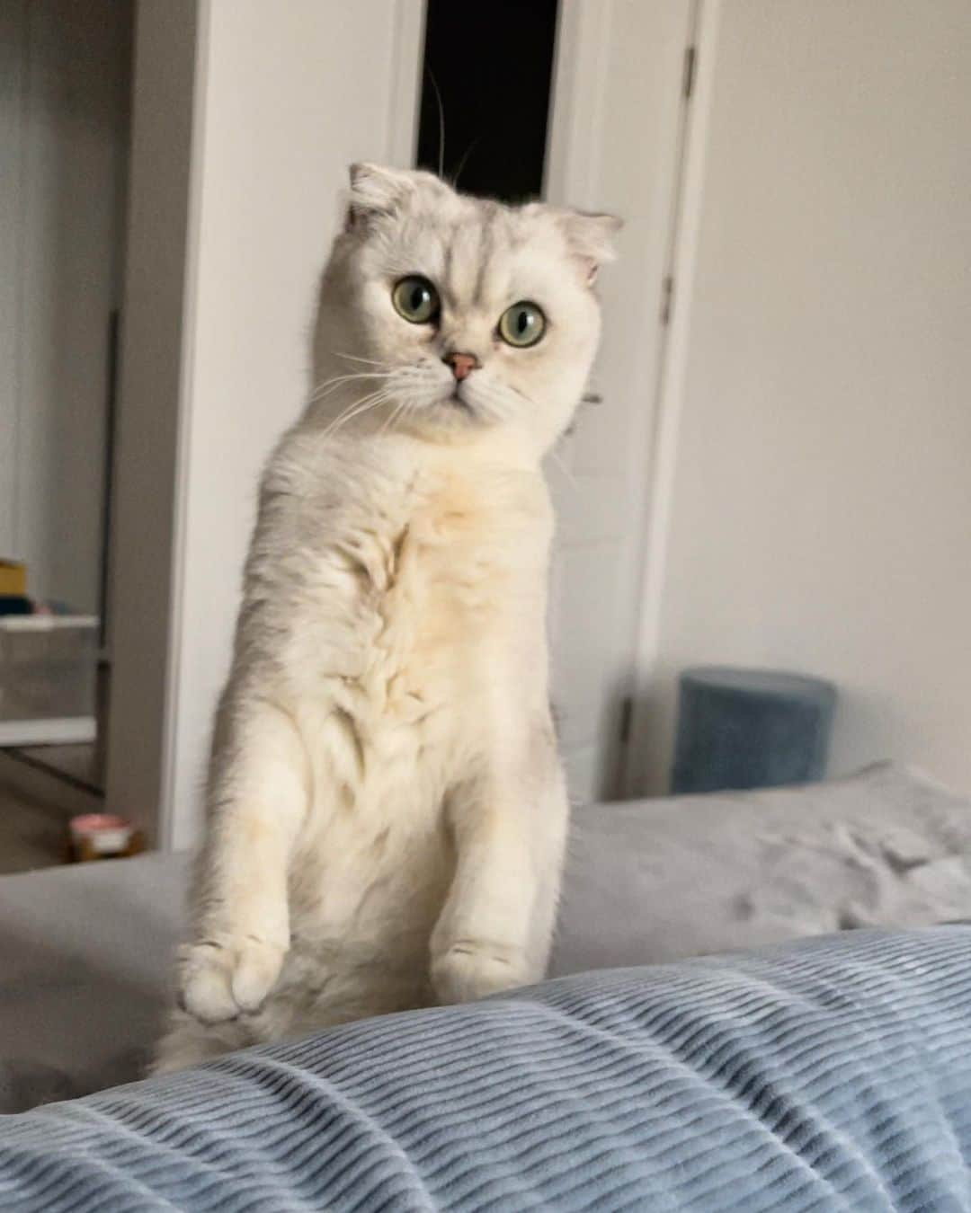 ルフさんのインスタグラム写真 - (ルフInstagram)「I think this one can change his name from Save to Stand 😅😅 - - #cat #cute #angel #adorable #lovely #dontabandonyouranimals」5月24日 13時19分 - lanlan731