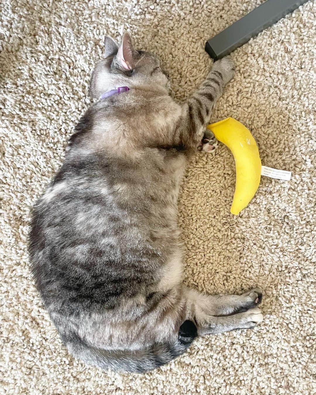 nala_catのインスタグラム