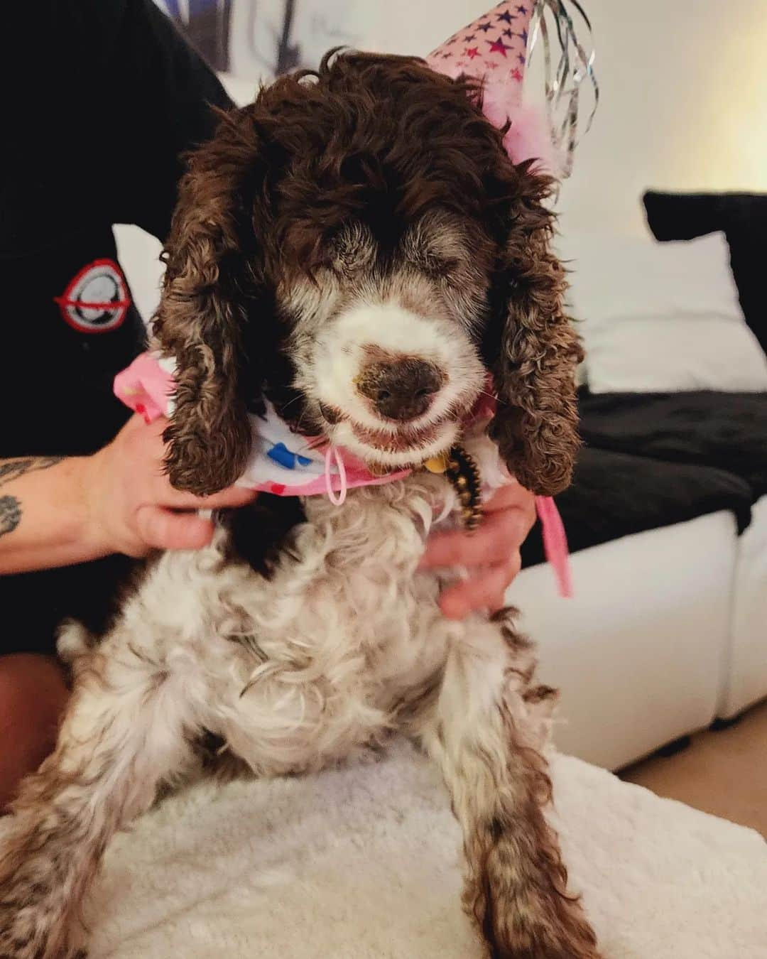 レクシー・ベルさんのインスタグラム写真 - (レクシー・ベルInstagram)「Omg.....Lady is finally 15 years old!!! The best girl in the world! She's such a gooooooood girl!  Eyeless and deaf but still going strong! Love her with all my heart. Happy birthday sweet baby angel. . Last 3 clips are old, but goodies.」5月24日 13時32分 - omgitslexi