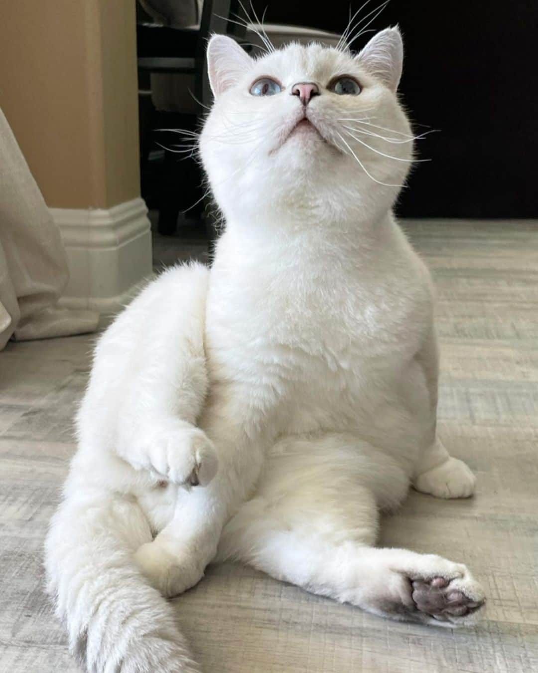ミスター・ホワイトさんのインスタグラム写真 - (ミスター・ホワイトInstagram)「Hey you 😆  #meow #cute #catsofinstagram」5月24日 13時32分 - white_coffee_cat