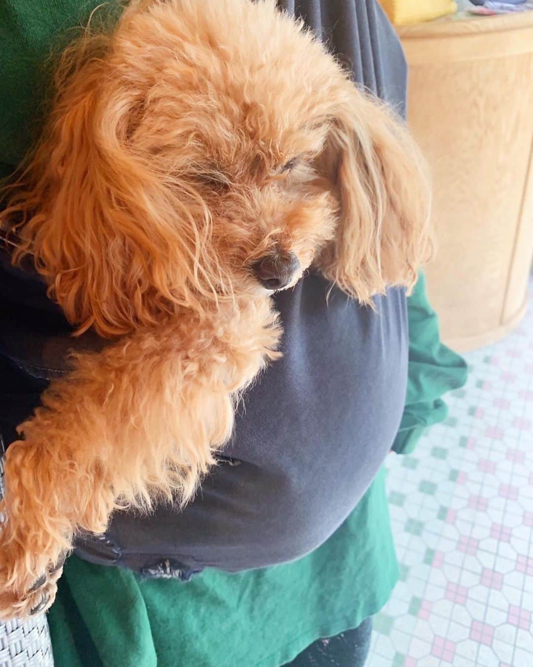 近藤夏子さんのインスタグラム写真 - (近藤夏子Instagram)「エラそうなのに可愛いから天才ってこと🐶  #愛犬 #トイプードル #アンちゃま」5月24日 13時56分 - kondonatsuko