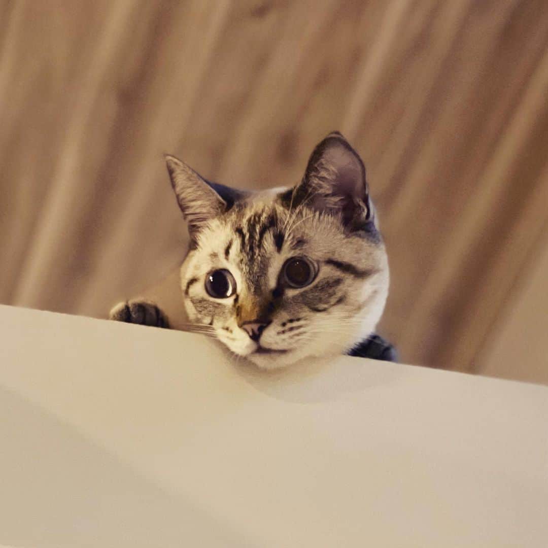 田中要次のインスタグラム：「グリ11ヶ月 3.6kg #猫Guri #Bo_nyans #猫のいる暮らし」