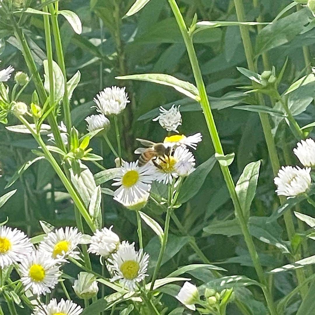 宮崎朝子のインスタグラム：「🐝」