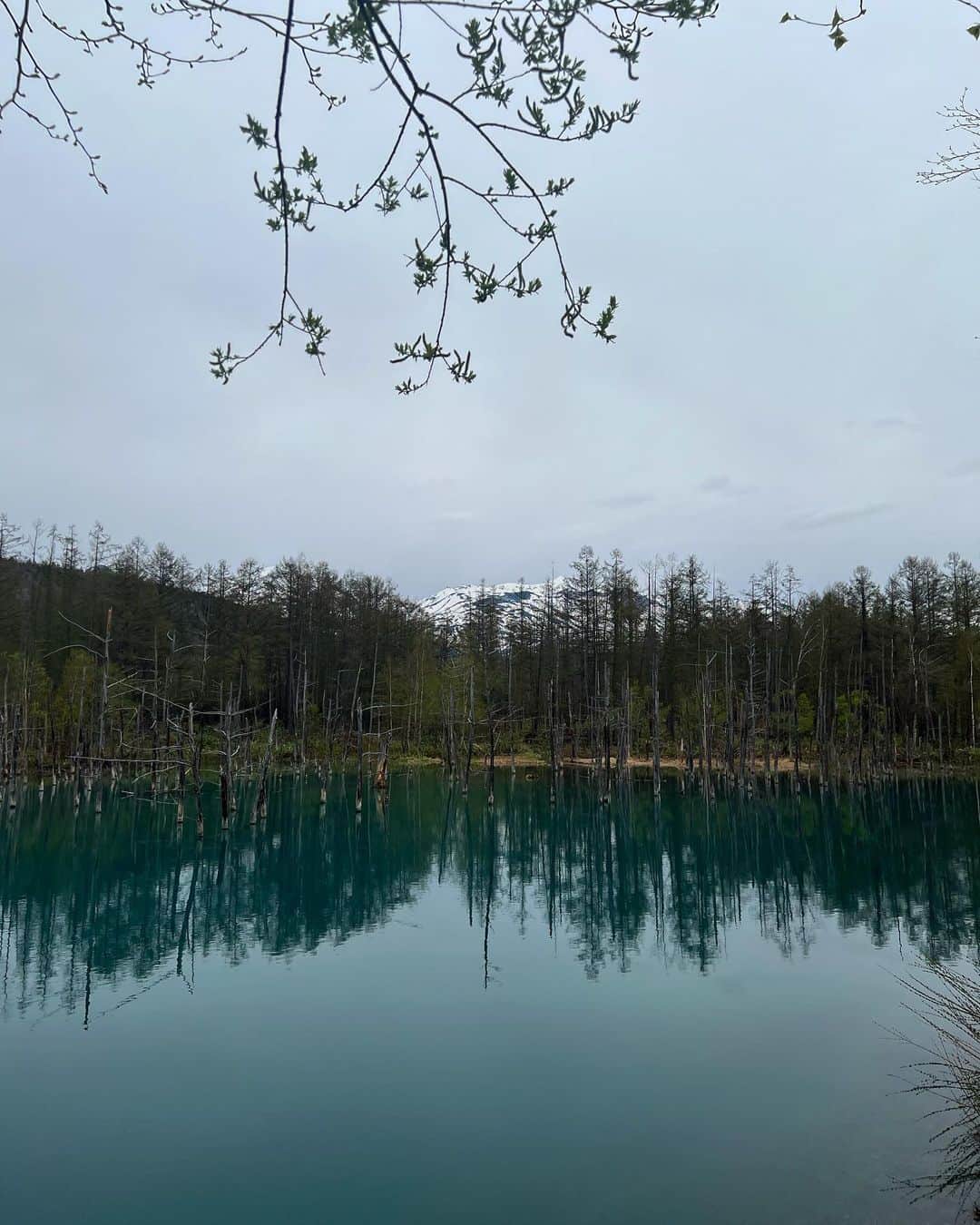 藤井萌さんのインスタグラム写真 - (藤井萌Instagram)「青い池。 曇りだけど、青かった。 青い？よね？笑  帰り道に寄った近くのハンバーガー屋さんが超おいしかった🍔 @between_the_bread_biei」5月24日 14時15分 - fujii_moe