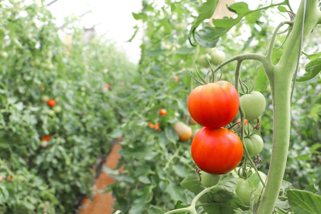 海老名市さんのインスタグラム写真 - (海老名市Instagram)「農産物収穫体験「トマトのもぎ取り」🍅  ５月21日に海老名市青空市出店者会による農産物収穫体験が開催されました。  真っ赤に熟したトマトを見つけてニッコリ！ 参加者は収穫を楽しんでいました。  #好きです海老名 #住みたい住み続けたいまち海老名 #海老名 #神奈川 #ebina #トマト #とまと #農業 #農産物 #収穫 #体験」5月24日 14時32分 - ebina_official