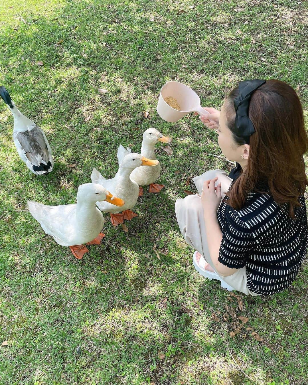 れいのインスタグラム：「偶然にも3匹整列してた🦆 でも後ろの子が気になる🦆笑  動物ほんまに可愛い😵🩷  #天空の森  #天空  #鹿児島  #誕生日旅行  #🎂」