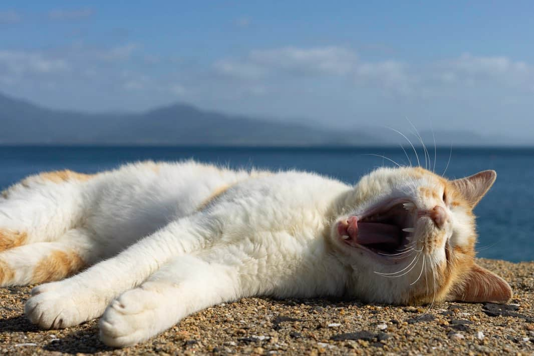 五十嵐健太さんのインスタグラム写真 - (五十嵐健太Instagram)「天気が良くて気持ち良い #猫　#猫島　#白茶猫　#cat  #あくび猫」5月24日 20時49分 - tobineko_0