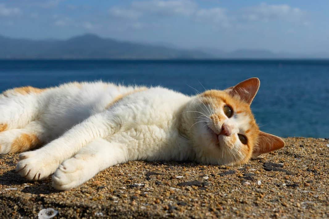 五十嵐健太さんのインスタグラム写真 - (五十嵐健太Instagram)「天気が良くて気持ち良い #猫　#猫島　#白茶猫　#cat  #あくび猫」5月24日 20時49分 - tobineko_0