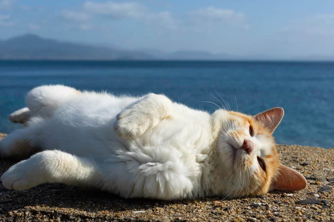 五十嵐健太さんのインスタグラム写真 - (五十嵐健太Instagram)「天気が良くて気持ち良い #猫　#猫島　#白茶猫　#cat  #あくび猫」5月24日 20時49分 - tobineko_0