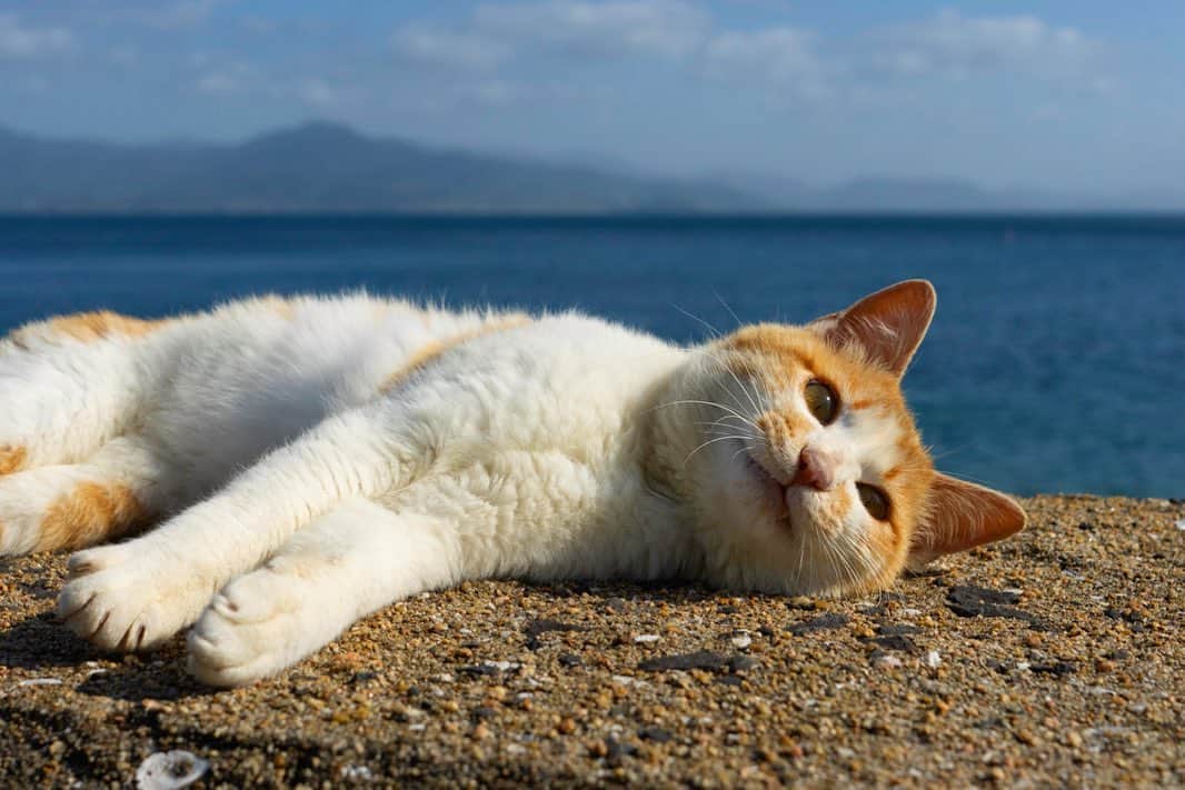 五十嵐健太のインスタグラム：「天気が良くて気持ち良い #猫　#猫島　#白茶猫　#cat  #あくび猫」