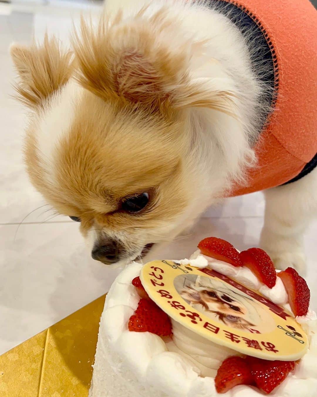 のインスタグラム：「昨日はくうちゃんの6歳の誕生日！ずっとそばにいるね❣️」