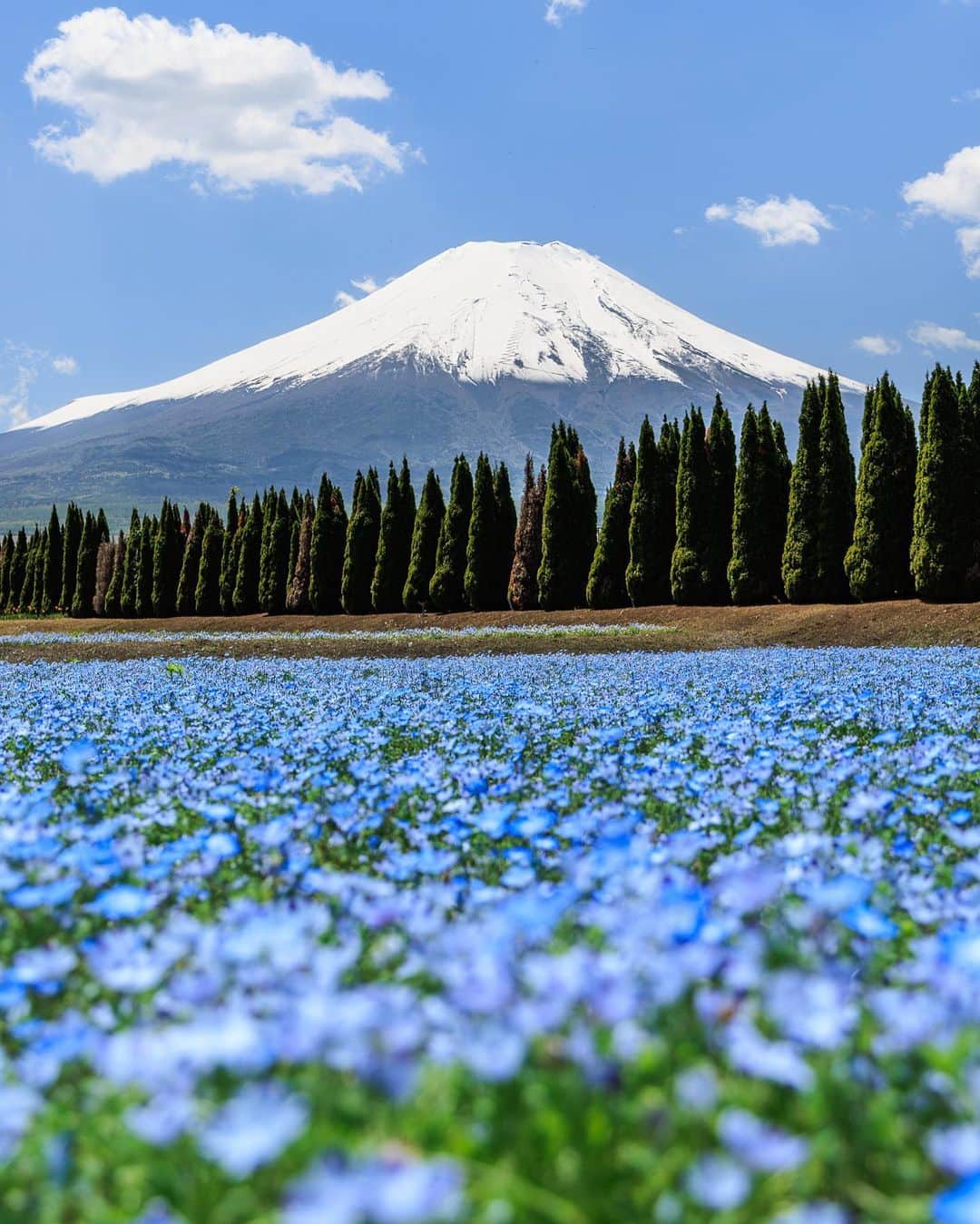 SHOCK EYEさんのインスタグラム写真 - (SHOCK EYEInstagram)「この季節ならではの気持ちいい景色。 富士山だからもちろん日本だけど日本じゃないみたい✨  #富士山 #ネモフィラ #花の都公園 #mtfuji」5月24日 16時26分 - shockeye_official