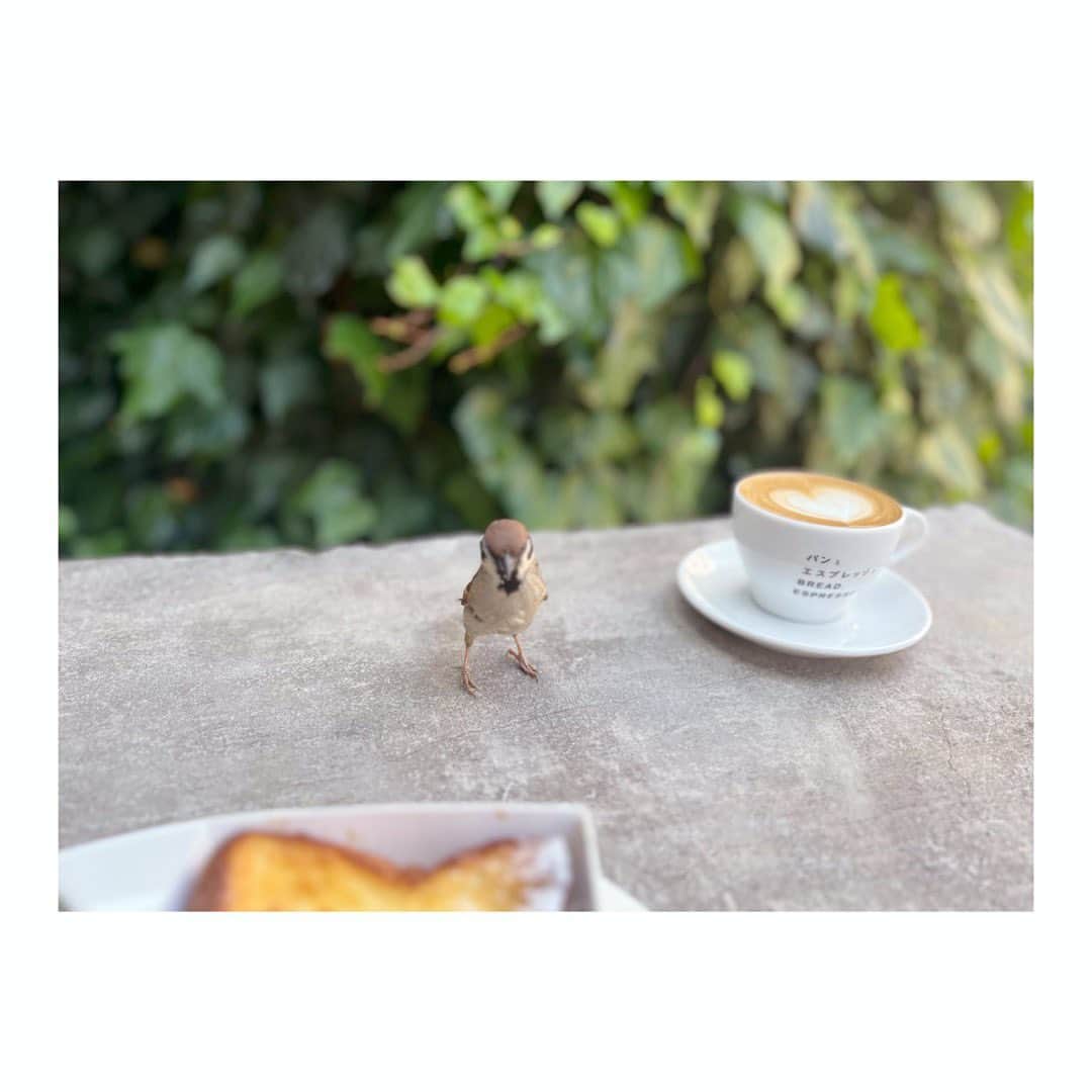 宮本笑里さんのインスタグラム写真 - (宮本笑里Instagram)「2枚目、3枚目と徐々に距離詰めて 凝視してくる鳥さん。  #パンとエスプレッソと  #cafe #スズメ @bread.espresso.and.omotesando」5月24日 16時28分 - emirimiyamoto