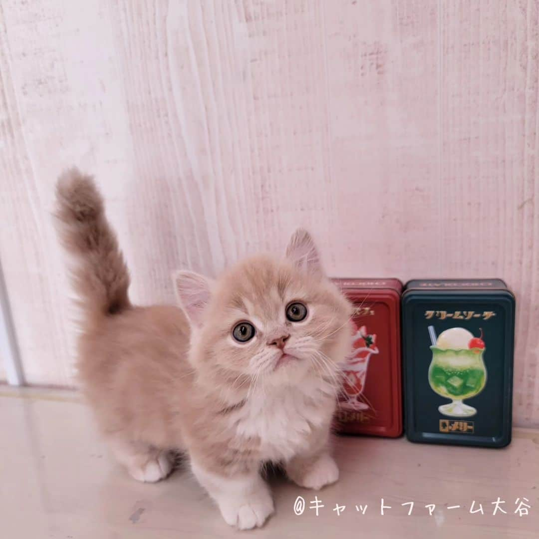 マンチカン(munchkin)キャットファーム大谷さんのインスタグラム写真 - (マンチカン(munchkin)キャットファーム大谷Instagram)「Nさまご契約にゃんこちゃん❤️ ﾟ+*:;;:*　*:;;:*+ﾟ　ﾟ+*:;;:*　*:;;:*+ﾟ  お店は、月・木曜日が定休日です。 現在、完全予約制になっておりますので ご来店される際はお店へお電話かメールにてご連絡くださいませ🙇‍♀️  お待ちしております🎵  ﾟ+*:;;:*　*:;;:*+ﾟ　ﾟ+*:;;:*　*:;;:*+ﾟ #キャットファーム大谷#まんちかん#マンチカン#ネコ#こねこ#にゃんこ#猫ちゃん#ねこ部#ニャンスタグラム#猫#ねこ#子猫#モフモフ#モフモフねこ#ミヌエット#短足#ねこすたぐらむ#愛猫#かわいい#ふわもこ部#猫のいる暮らし#マンチカンブリーダー#ミヌエットブリーダー#cat#catsgram #catsofinstagram#instacat#picneko」5月24日 16時41分 - roytar222