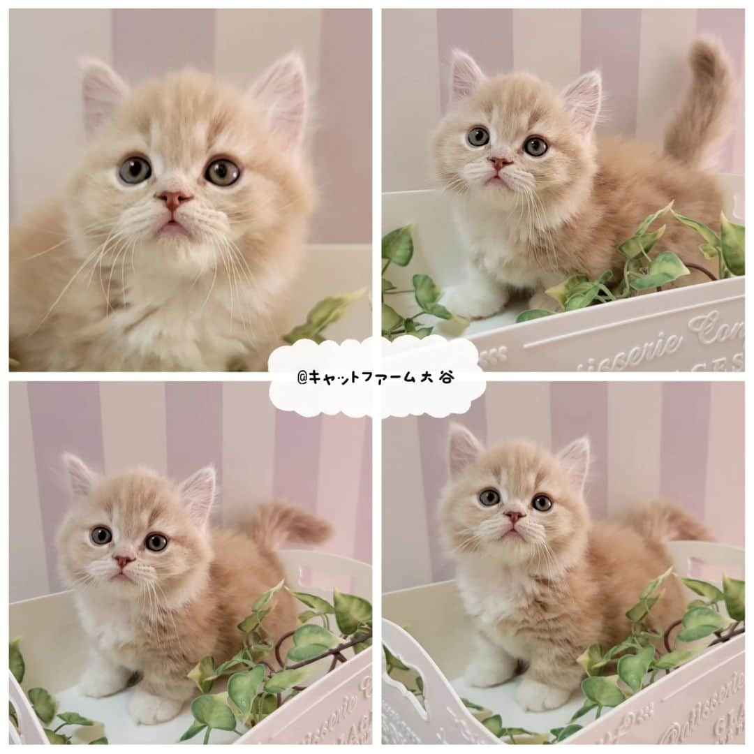 マンチカン(munchkin)キャットファーム大谷さんのインスタグラム写真 - (マンチカン(munchkin)キャットファーム大谷Instagram)「Nさまご契約にゃんこちゃん❤️ ﾟ+*:;;:*　*:;;:*+ﾟ　ﾟ+*:;;:*　*:;;:*+ﾟ  お店は、月・木曜日が定休日です。 現在、完全予約制になっておりますので ご来店される際はお店へお電話かメールにてご連絡くださいませ🙇‍♀️  お待ちしております🎵  ﾟ+*:;;:*　*:;;:*+ﾟ　ﾟ+*:;;:*　*:;;:*+ﾟ #キャットファーム大谷#まんちかん#マンチカン#ネコ#こねこ#にゃんこ#猫ちゃん#ねこ部#ニャンスタグラム#猫#ねこ#子猫#モフモフ#モフモフねこ#ミヌエット#短足#ねこすたぐらむ#愛猫#かわいい#ふわもこ部#猫のいる暮らし#マンチカンブリーダー#ミヌエットブリーダー#cat#catsgram #catsofinstagram#instacat#picneko」5月24日 16時41分 - roytar222