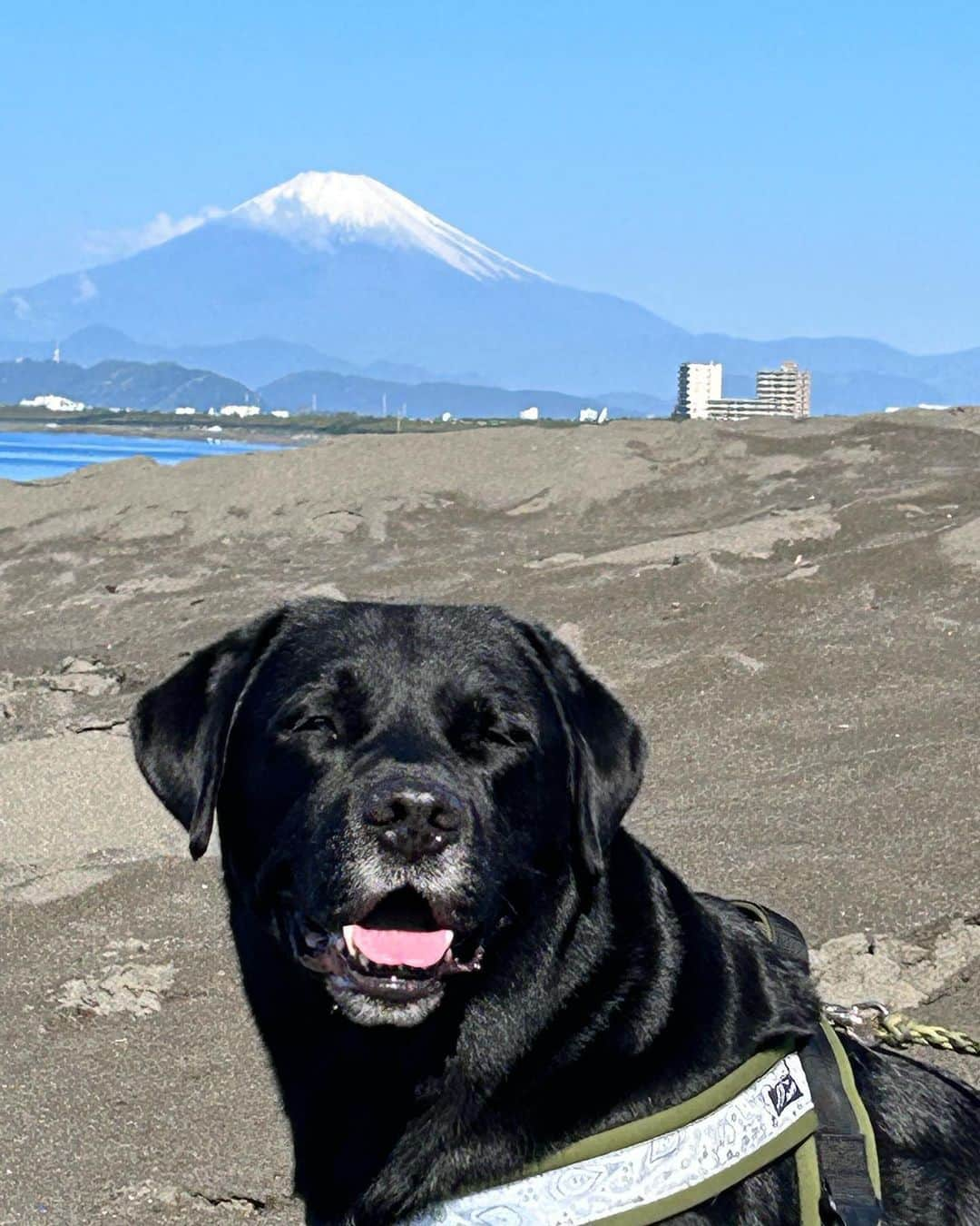 halmeさんのインスタグラム写真 - (halmeInstagram)「やればできる！6:45シュッパツ！ 富士山　今朝は雪化粧がちょっとオシャレだった💞 早起きすればみんなに会えるのが分かったけど、好きすぎる子もいて会えなかったよ😂 からの　シャンプー🚿 ツヤツヤピカピカになったよ✨ バンダナ　ギリギリ結べてた　いつも😂🐷 ツヤピカ自慢しに？？あんこんち😅 ウソ❣️ チャチャとマキシと記念撮影もバッチリ👍 @chamakial   そして最後はお世話になっている　 @shonanneko33  ネコミミさんからの緊急発信❣️ どうかこの子達にお家猫の幸せを感じさせてあげてください💞 1日でも早く家族になることが　猫の親になる喜びをよりたくさん感じられる　そんな気がします。 @shonanneko33  さんの所へ見にいって下さい💞 よろしくお願いします🥺」5月24日 16時42分 - halme