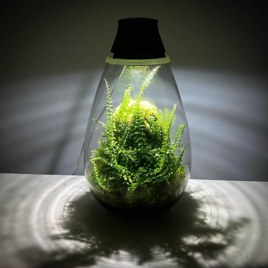 Mosslight-LEDさんのインスタグラム写真 - (Mosslight-LEDInstagram)「Mosslight  シダリウム  #mosslight #モスライト  #terarium#テラリウム #moss#苔#コケ#bryophyte #bryophytes  #ミニ盆栽#bonsaitree #paludariums #パルダリウム #terrariums#terariums #terariumdesign #terrariumsdesigns#terarium」5月24日 16時58分 - mosslight1955