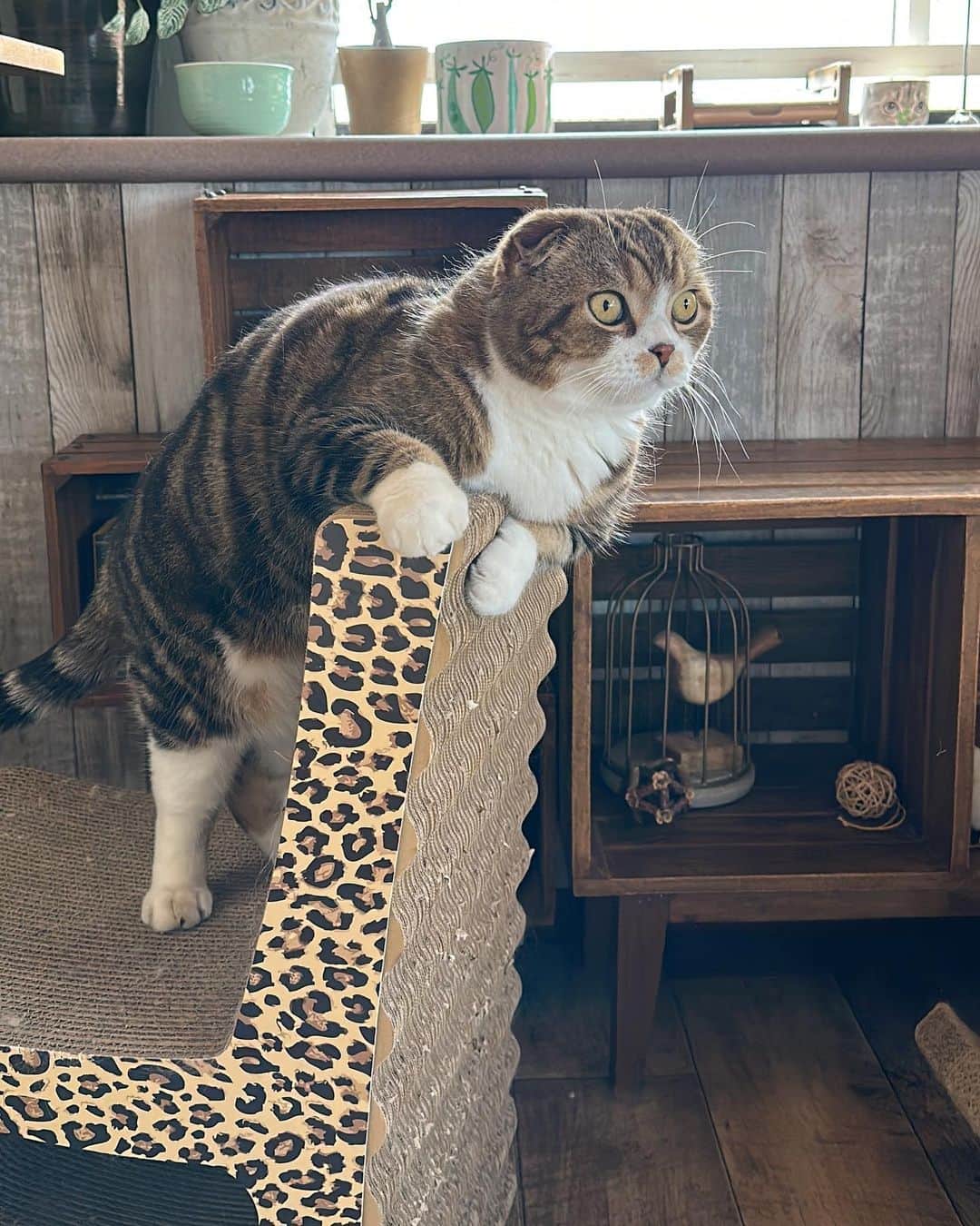 yayoi89のインスタグラム：「There are birds on the balcony!👀  バルコニーにジューンベリー食べに来てる鳥さん見てる🐵🐦‍⬛  一生懸命な後ろ足が可愛い😍  爪研ぎは　@creal330   #weeklyfluff #cat #scottishfold #catlife #catsofinstagram #9gag #catlovers #instacat #meow  #ふわもこ部 #スコティッシュフォールド #ねこ #猫とインテリア #猫のいる暮らし #かわいい #猫部 #ペコねこ部」