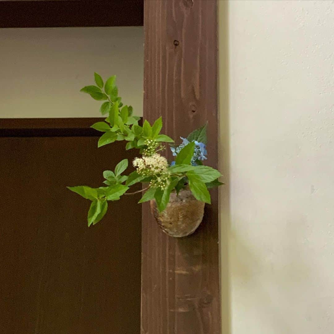 ヒロミチナカノさんのインスタグラム写真 - (ヒロミチナカノInstagram)「細川護煕の信楽の掛け花入れに白花の下野と山紫陽花の藍姫を入れました。 #flowers」5月24日 17時48分 - hiromichinakano_official