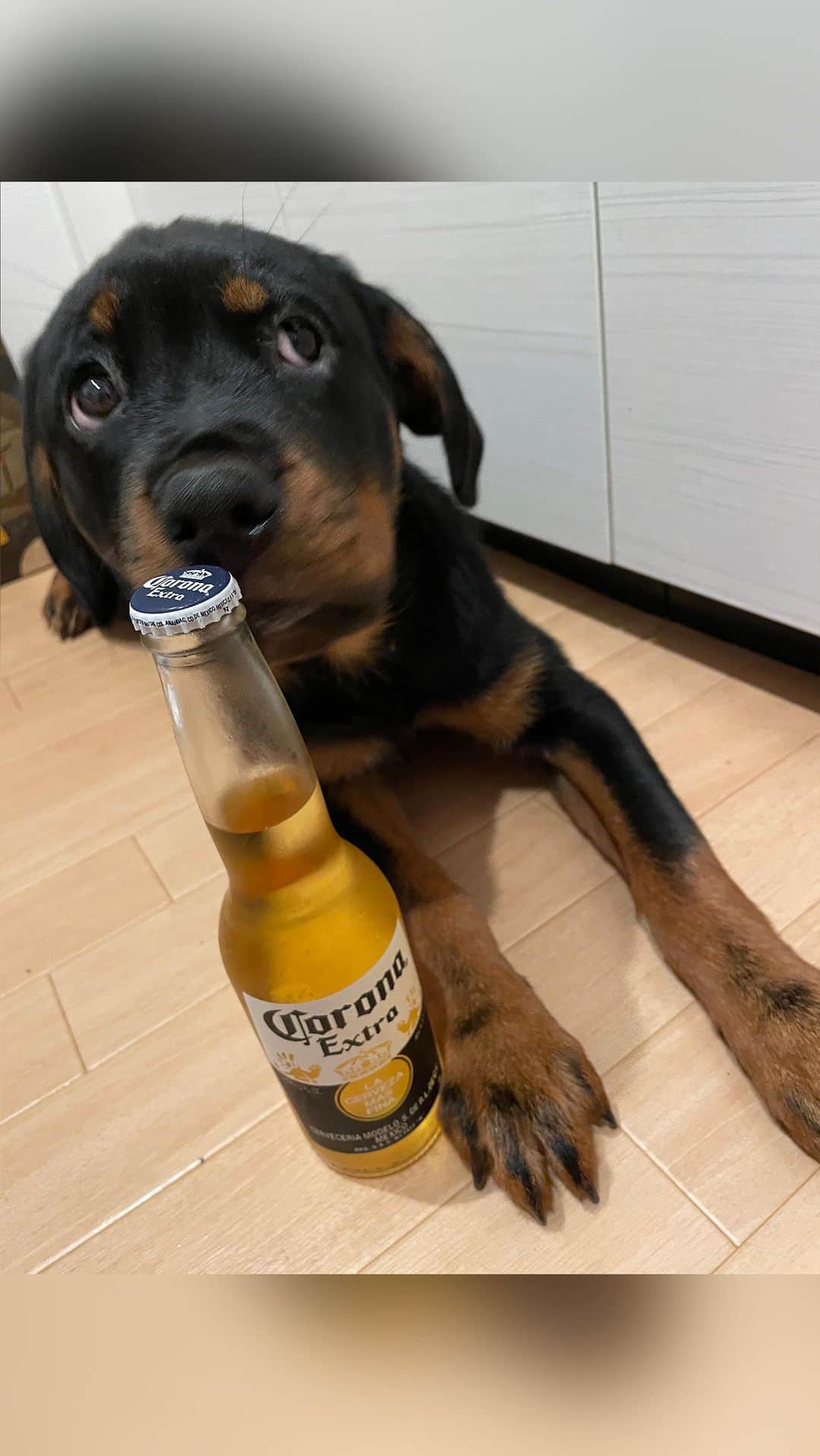 Dance MANAのインスタグラム：「お手もできるようになったCali🐶 人間と生活していく上での必要コミュを、ひとつ覚えては、またひとつ、と教えていきましたが、お座り(Sit)、伏せ(Down)、待て(Wait)、お手(Hand)、どれもたったの3日間で習得😳✨  発音がCaliに伝わらないと、少しずつ発音を変えて話しかける友達たちが、これまた面白い🤣🤣🤣www  #rottweiler #ロットワイラー子犬 #生後4ヶ月 #ロットワイラー #犬との暮らし #life #愛犬 #dogstagram #puppy」