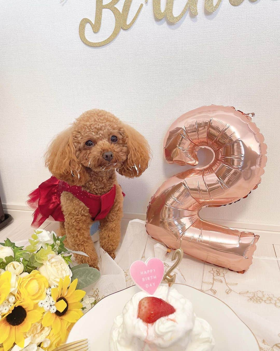 ちゃむのインスタグラム：「happy birthday chachamaru ⭐️ . . 今日で愛犬が2歳になりました💓 1歳から2歳になるまでの1年間に ヒートが始まったり、妊娠、出産を経験してお母さんになったりと チャチャがいっきに成長した年でした🥲 そして色々ありながらも元気に健康で2歳を迎えられてよかった🫡 . これからも色んなドッグラン行って色んなわんちゃん達と出会って濃い一年にしたい✨ちゃむと出会ってくれてありがとう愛してるよmy dog🐶💗 . . . #愛犬　#犬誕生日　#愛犬家 #愛犬ごはん #犬ケーキ手作り #犬ケーキ　#2歳誕生日 #ドッグ　#dog #トイプードル　#プードル」