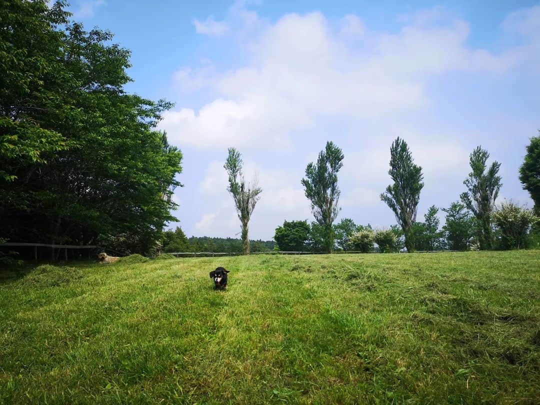 佐藤藍子さんのインスタグラム写真 - (佐藤藍子Instagram)「皆さん、こんばんわ✨  そして久しぶりになってしまいましたねっっ  雨☔が続いたり、いきなり夏日かと思ったら肌寒かったり、、、  ライフワークの草刈りも、なかなかタイミングつかめずにいたら、かなり背が高くなったので、集めてお馬🐴さん達のご飯になりました🌿🍴 約30頭分👍 みんな残さず食べてくれました🍀  いつもありがとうございます😌  #草原#草刈り#ミックス犬#ゴールデンドゥードゥル#馬のご飯#aikosato#佐藤藍子」5月24日 18時36分 - sato_aiko_official