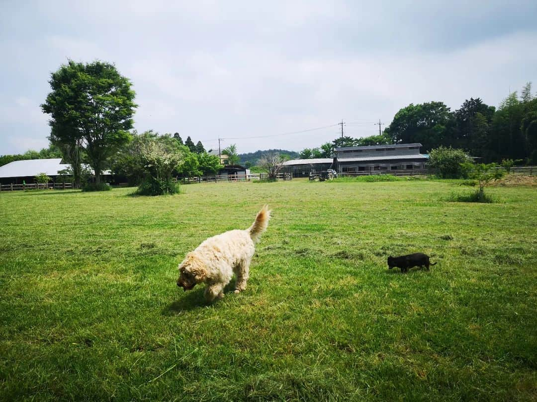 佐藤藍子さんのインスタグラム写真 - (佐藤藍子Instagram)「皆さん、こんばんわ✨  そして久しぶりになってしまいましたねっっ  雨☔が続いたり、いきなり夏日かと思ったら肌寒かったり、、、  ライフワークの草刈りも、なかなかタイミングつかめずにいたら、かなり背が高くなったので、集めてお馬🐴さん達のご飯になりました🌿🍴 約30頭分👍 みんな残さず食べてくれました🍀  いつもありがとうございます😌  #草原#草刈り#ミックス犬#ゴールデンドゥードゥル#馬のご飯#aikosato#佐藤藍子」5月24日 18時36分 - sato_aiko_official