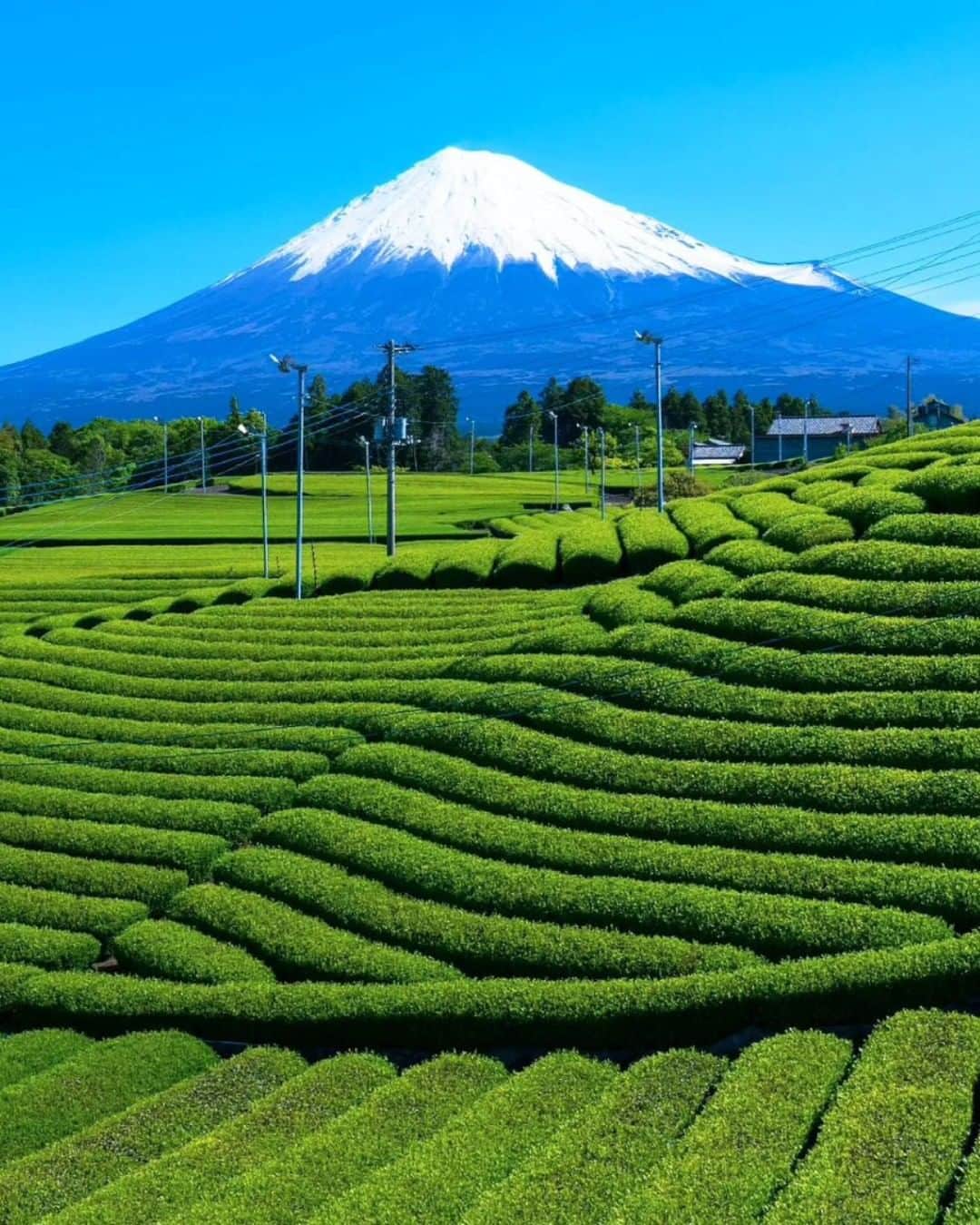 エイチ・アイ・エスさんのインスタグラム写真 - (エイチ・アイ・エスInstagram)「＼日本一の富士山と茶畑🍃／  新緑の季節になりましたね🍀 今日ご紹介するのは、日本一のお茶どころ静岡県🗻  綺麗な茶畑と雄大な富士山のコントラストが 初夏を感じさせます🌿  …………………………………………………………… 📍 #富士山と茶畑  📸 @kam_kam_2020 さん  日本一の茶どころ静岡県 富士山と茶畑の素敵な光景が広がります。 深い旨味の美味しい新茶が飲みたくなりますね🍵 ……………………………………………………………  旅先探しのヒントは こちらをチェック▶︎▶︎▶︎ @his_japan  —————— 📷旅のお写真募集中✈️ ——————  皆さんの旅の思い出は、@his_japan OR #his_japan2023 を付けてシェアしてください🙌 過去PICもOKです❗️  集まったお写真は、HISのSNSやオウンドメディアでご紹介🙆‍♀️  #旅の思い出 #国内旅行  #静岡旅行 #静岡おすすめ #茶畑のある風景 #富士山のある風景  #次の旅先リスト #旅行好きな人と繋がりたい #写真好きな人と繋がりたい #旅したくなるフォト #旅スタグラム #インスタトラベル #女子旅 #ひとり旅 #カップル旅  #instatravel #instapassport #photooftheday #instaphotography #worldtravelpics #worldtraveler #japantravelphoto #shizuokatrip #mountfuji #shizuokastagram #teaplantation」5月24日 18時30分 - his_japan