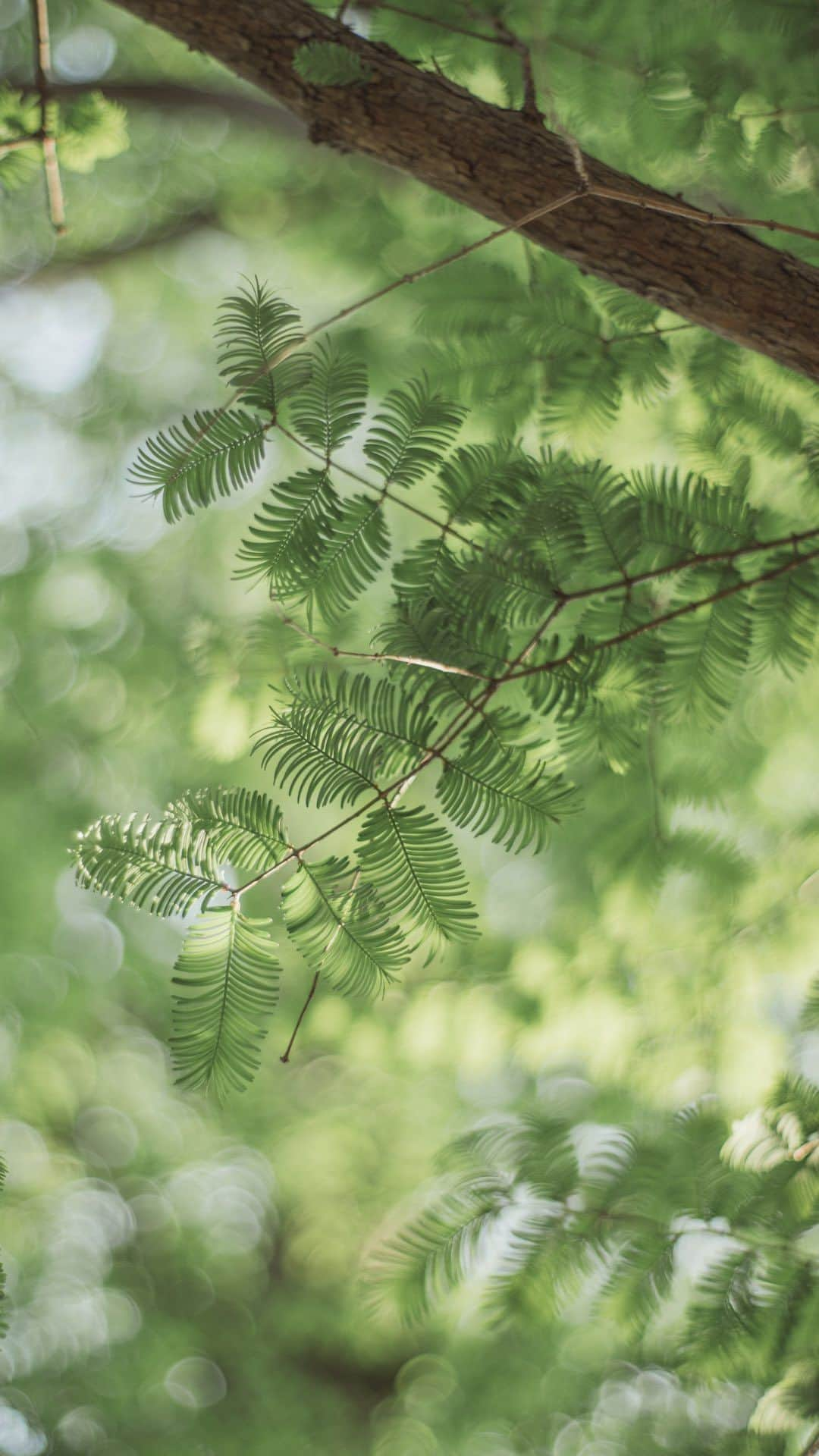 Nanaのインスタグラム：「fresh green🌿  #naturereel #beautifulmoments  #komorebi #木漏れ日」