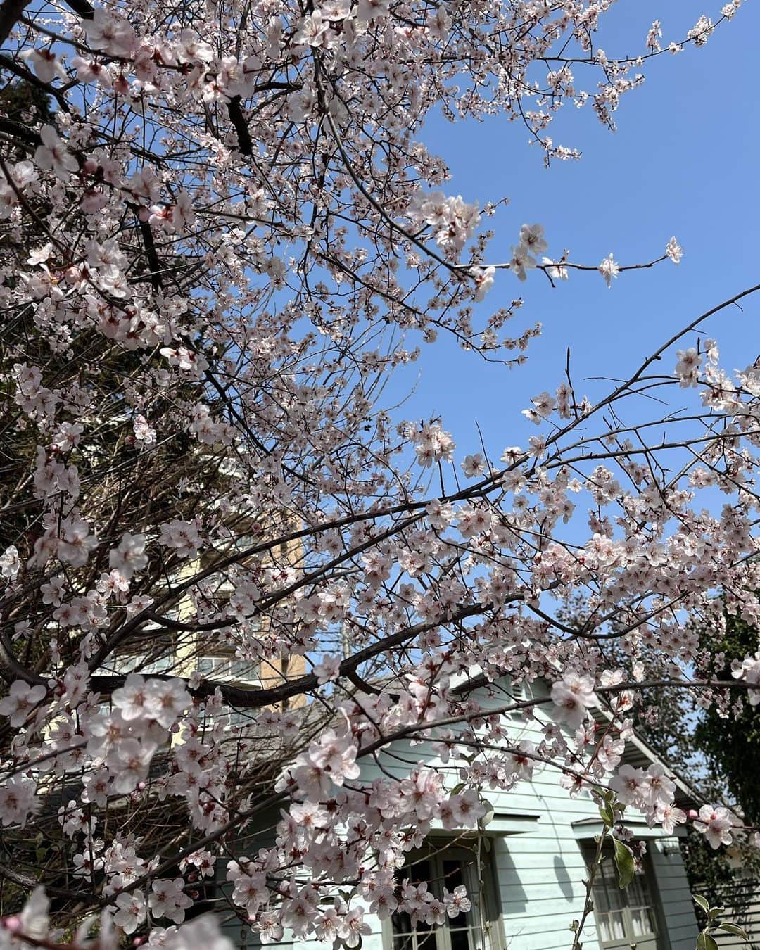 鹿野悠さんのインスタグラム写真 - (鹿野悠Instagram)「☁🤍🌸 @harukano1204 ←💓 . 春の思い出📷💭 . 花粉辛かったな、、、 . . .  #ジョンソンタウン  #桜」5月24日 18時40分 - harukano1204