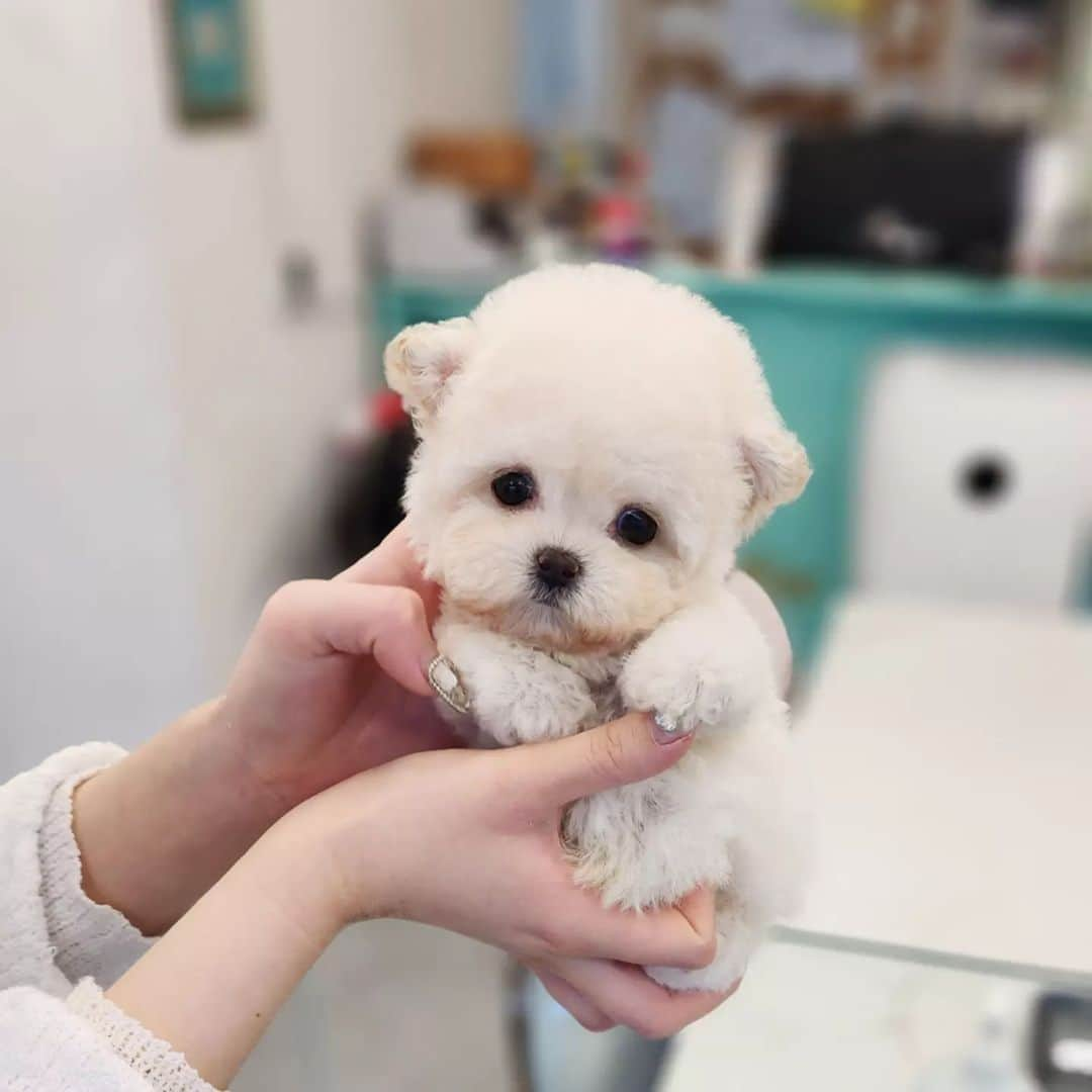 のインスタグラム：「a cute puppy like a doll❤ . . 저희는 다양한 강아지를 소유하고있으며, 강아지의 외모와 건강에 최선을 다하고 있습니다. We OWN Each and Every Puppy In Hand We Only Offer the Best in Appearance and Health  . . 베이비몽은 11년동안 운영한 믿을 만한 펫샵으로 많은 한류스타, k팝스타, 셀럽들이 선택한 곳입니다 미니 사이즈,명품견 전문으로  해외,국내에서 이미 유명하며  단 한건의 사고 없이 지금까지 운영해 왔습니다  당신이 원하는 강아지가 있다면 언제든지 연락주세요!!  BabyMong is a reliable pet shop that has been operating in Korea for 11 years. Many K-pop stars, Korean wave stars, and celebrities chose BabyMong. We are specialize in selling mini-cup-sized puppies. We sent many puppies abroad for a long time. And the puppies have been transported safely without a single accident.  Feel free to contact me if you are interested. . . 🇰🇷서울 영등포 본점: 010 8325 0086 영업등록번호: 110111-7609071 주소: 서울시 영등포구 영중로23 대표번호: 1688-4386 📞  text Instagram☎+82-10-2214-0186 Whatsapp +82-10-2214-0186 Wechat babymongoverseas Email : babymongkorea@gmail.com Dm : 📩 Please direct message call me BABYMONG Main Kakao talk ID : babymongkorea . . #비숑 #비숑프리제 #미니비숑 #비숑분양 #비숑전문  #미니비숑전문 #비숑켄넬 #애견 #애견분양 #베이비몽 #서울 #애견 #영등포 #강아지분양 #bichon #bichonfrise #minibichon #bichonfrisé  #teacuppuppy #teacupbichon #bichonsofinstagram  #koreanpuppy #cute #reels #dogstagram #puppylove #puppy」