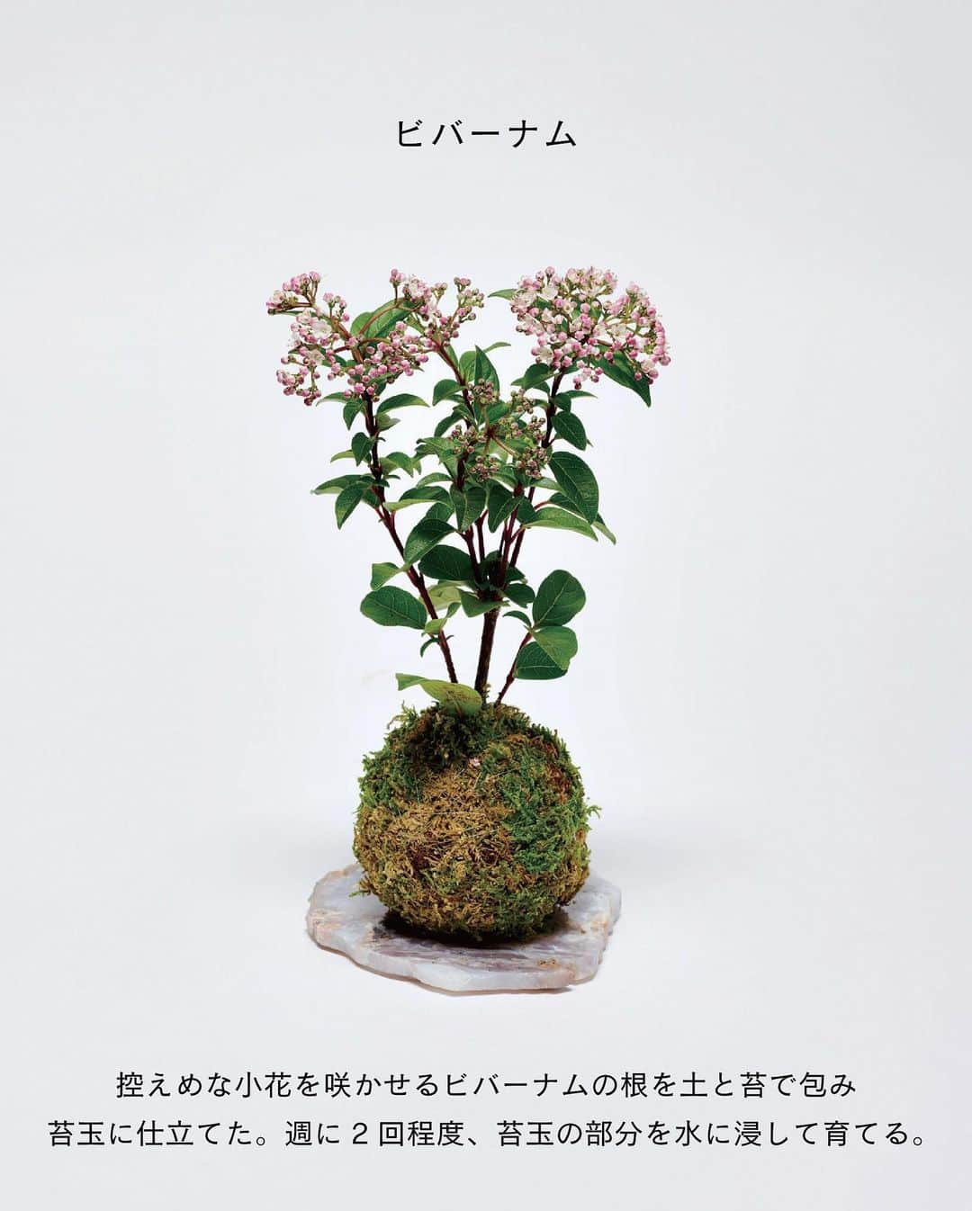 ELLE DECOR JAPANさんのインスタグラム写真 - (ELLE DECOR JAPANInstagram)「トレンド感あるセレクトで支持を集めるソルソホーム。今回取材したのは4月にリニューアルした二子玉川の「ソルソホームフタコ」。従来の植物コーナーに加えて、切り花を扱う「オールグッドフラワーズ」と世田谷市場直送野菜を使ったカフェ「グッドグリーンシングス」が新たに併設され、グリーン、花、食を楽しめる施設に。  そんな人気ショップに、これからの季節におすすめの花を教えてもらった。  『エル・デコ』6月号は「花と暮らす」。切り花だけが花の楽しみ方じゃない。新しいスタイルで花を愛でるためのテクニックや人気フローリストが自ら実践している花との暮らし方のヒントなどが満載です！  Photo：Shuhei Shine  #ソルソホームフタコ #グリーンショップ #エルデコ #最新号 #建築好き #インテリア好き  #ELLEDECORJAPAN  #花と暮らす #花のある生活 #暮らし #花のある暮らし #フラワーショップ」5月24日 18時58分 - elledecorjapan
