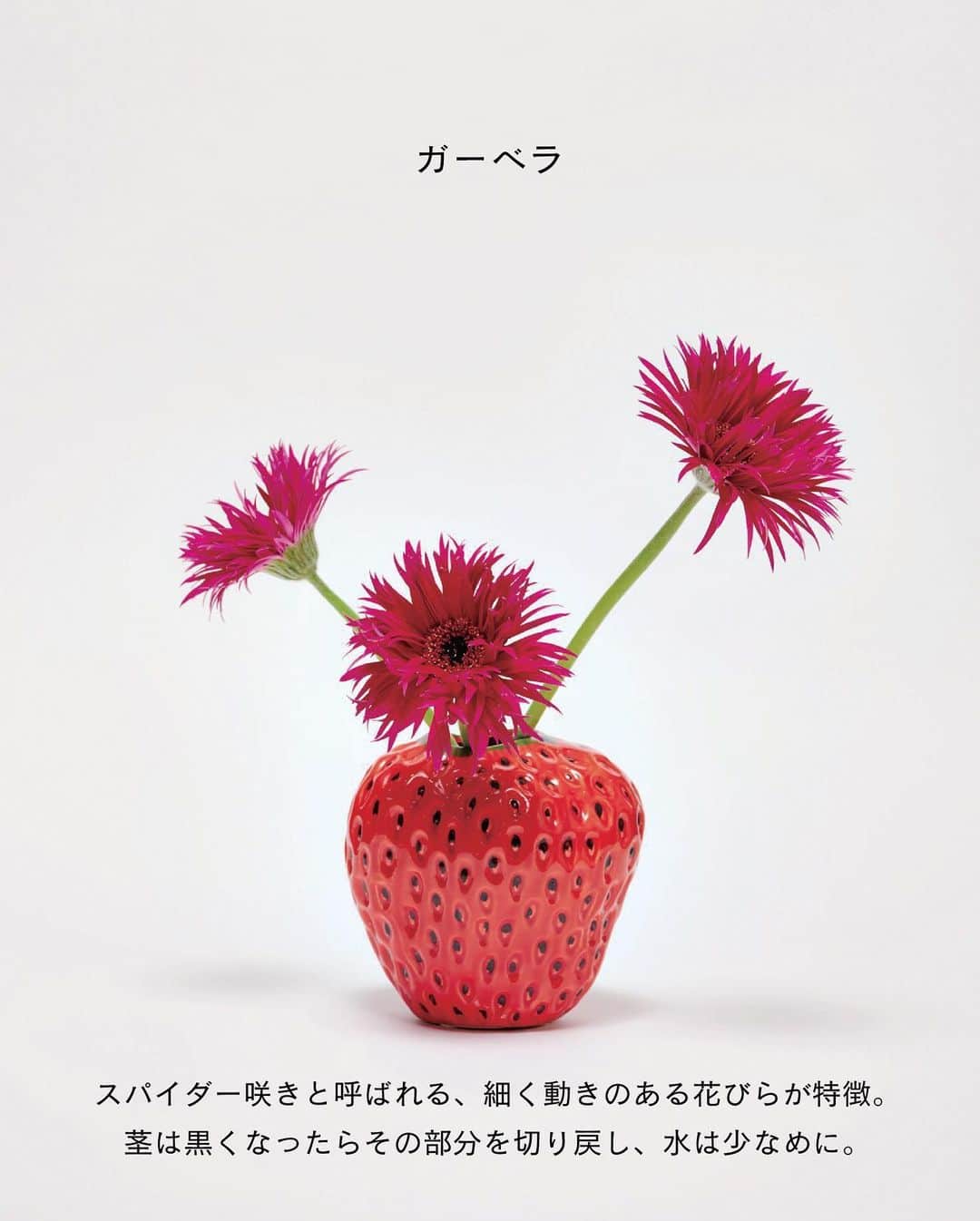 ELLE DECOR JAPANさんのインスタグラム写真 - (ELLE DECOR JAPANInstagram)「トレンド感あるセレクトで支持を集めるソルソホーム。今回取材したのは4月にリニューアルした二子玉川の「ソルソホームフタコ」。従来の植物コーナーに加えて、切り花を扱う「オールグッドフラワーズ」と世田谷市場直送野菜を使ったカフェ「グッドグリーンシングス」が新たに併設され、グリーン、花、食を楽しめる施設に。  そんな人気ショップに、これからの季節におすすめの花を教えてもらった。  『エル・デコ』6月号は「花と暮らす」。切り花だけが花の楽しみ方じゃない。新しいスタイルで花を愛でるためのテクニックや人気フローリストが自ら実践している花との暮らし方のヒントなどが満載です！  Photo：Shuhei Shine  #ソルソホームフタコ #グリーンショップ #エルデコ #最新号 #建築好き #インテリア好き  #ELLEDECORJAPAN  #花と暮らす #花のある生活 #暮らし #花のある暮らし #フラワーショップ」5月24日 18時58分 - elledecorjapan