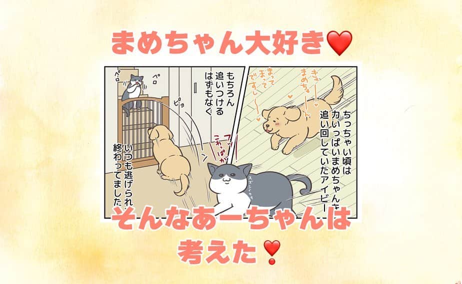 餅付きなこのインスタグラム：「元気いっぱいのアイビーですが、最近はまめちゃんに対する態度を少しずつ変えつつあります。  もちろんまだまだまめちゃんと遊びたくって追いかけちゃうこともあるけど、追いかけちゃうとすぐにいなくなっちゃう寂しさも学んでいってるみたい☺️  まめちゃんの方から近づいてきてくれる時はなるべくゆっくり動いて、少しでもまめちゃんと一緒にいられるようにしているみたいです♡  まめちゃんとあーちゃんがもっと一緒に過ごす時間が増えてくれると私も嬉しいです☺️  #漫画 #イラスト #犬漫画 #絵日記 #エッセイ漫画 #コミックエッセイ#マンガ #日常漫画 #ゴールデンレトリバー #goldenretriever #ゴールデンレトリーバー #犬と生活 #4コマ漫画 #犬 #dog #dogstagram #instadog #わんこ #ふわもこ部 #いぬ #ilovemydog #いぬのきもち #大型犬 #大型犬のいる生活 #まめとアーティ #餅付きなこ #おさんぽですし！」