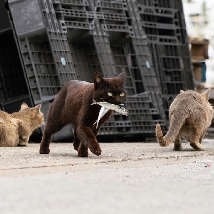 五十嵐健太のインスタグラム：「お魚3匹同時にゲット！！ #猫　#黒猫　#猫島  #cat」