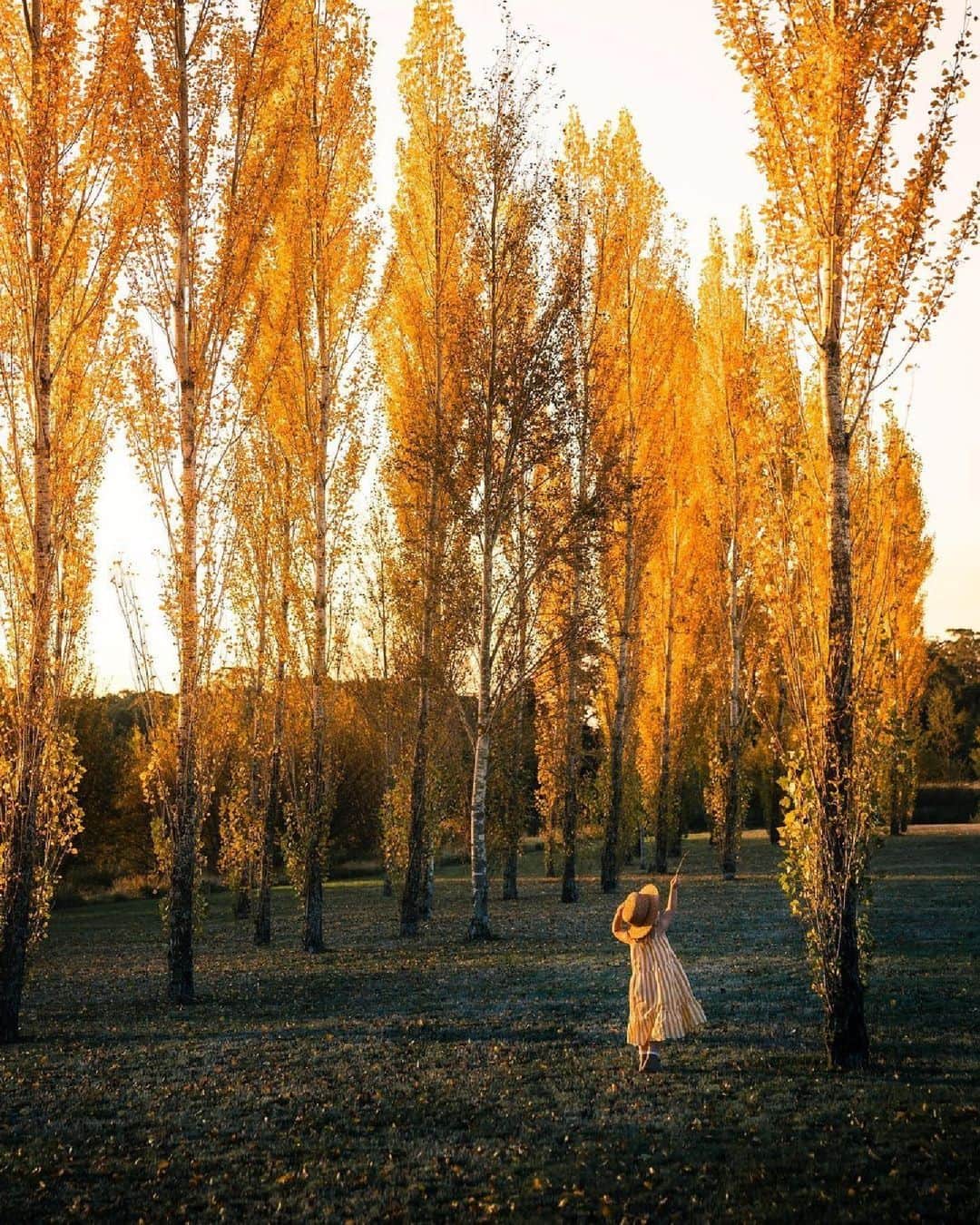 Australiaさんのインスタグラム写真 - (AustraliaInstagram)「Soaking up the last few days of #autumn 🍁 #Winter is tiptoeing closer, so why not embrace these glorious autumn vibes before it's time to bundle up for our cooler months. The vibrant displays at @seehighcountry, @yarravalleydandenongranges, @daylesfordmacedonranges, and @visitgrampians are some of our favourite spots in #Victoria to take in the beautiful displays of colour. Our mate @brenton_captures snapped this particular shot at @sault_daylesford, which you'll find in #Daylesford, just 1.5 hours from Narrm (@visitmelbourne). #seeaustralia #comeandsaygday #visitvictoria」5月25日 5時00分 - australia