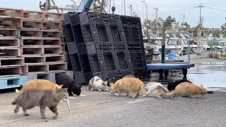 五十嵐健太のインスタグラム：「みんなで仲良くお食事 #猫　#cat」