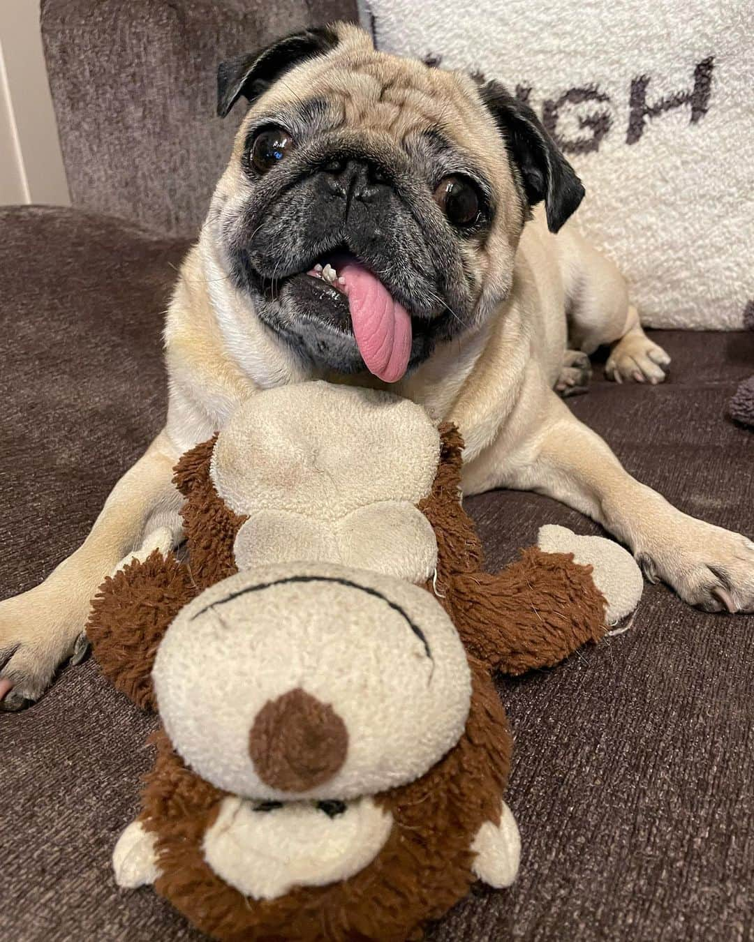 真飛聖さんのインスタグラム写真 - (真飛聖Instagram)「🐶🐵  ご機嫌ちゃん🐶🐵  #パグ#pug#女の子 #おもち #ウッキー」5月24日 21時00分 - sei_matobu