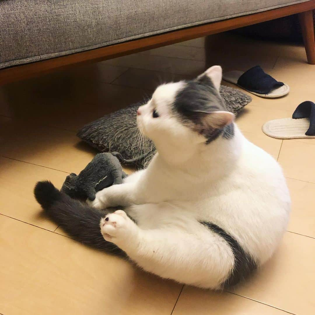 PECOねこ部さんのインスタグラム写真 - (PECOねこ部Instagram)「勝手に選抜！〇〇猫🐾 「黒パンツ柄の猫💕 セクシーカツヲくん👙」 . . 今回素敵な投稿してくださったのは… @dora_me0416 さん 他にも素敵なお写真がたくさんあるのでぜひ遊びに行ってみてくださいね♪ . . . 突然始まった“勝手に選抜コーナー”✨ 皆様の協力もあり、アカウントがとっても華やかになりました🥰 . 今週でこの企画は終了しますが、また急に始まることがあるかもしれません💕 . その時はまた一緒に盛り上げていただけると嬉しいです🐶🐱✨ . . 来週からは普段の投稿の他に、 PECOのYoutubeで紹介ている動画も交えて投稿していきます♪ . もちろん今まで通りハッシュタグをつけてくださった方の紹介もありますし、そこから動画制作へお声がけさせて頂くこともございます♪ . 残り数日も #〇〇猫 の募集をしておりますのでぜひご参加ください！ 〇〇みたいな可愛いうちの子を是非教えて下さい💕 . . . #ペコねこ部 をつけて投稿すると… PECOのSNSで楽しくご紹介させていただきます😋 . . #ねこ #猫 #ネコ #ねこ部 #にゃんこ #かわいい #cat #cats #catsofinstagram #cats_of_instagram #catstagram #kawaii #meow #catlover #セクシーパンツ #猫の模様 #とにかく明るい安村 #履いてません #ドラねねカツヲ #ブリティッシュショートヘア #britishshorthair」5月24日 21時00分 - pecocats